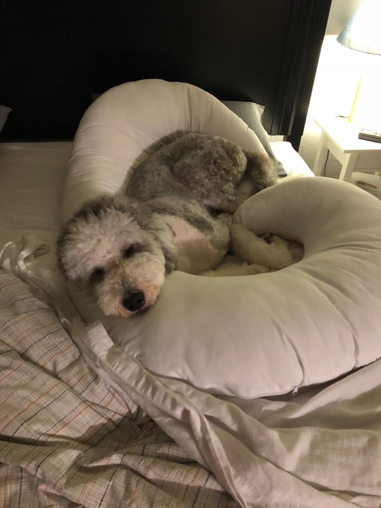 Restorology Pregnancy Pillow - 60 Inch, C-Shaped Maternity Pillows for Sleeping - Full Body Pillow for Pregnant Women - Reduces Hip, Back Pain for Side & Stomach Sleepers - Washable Cover customer photo 2