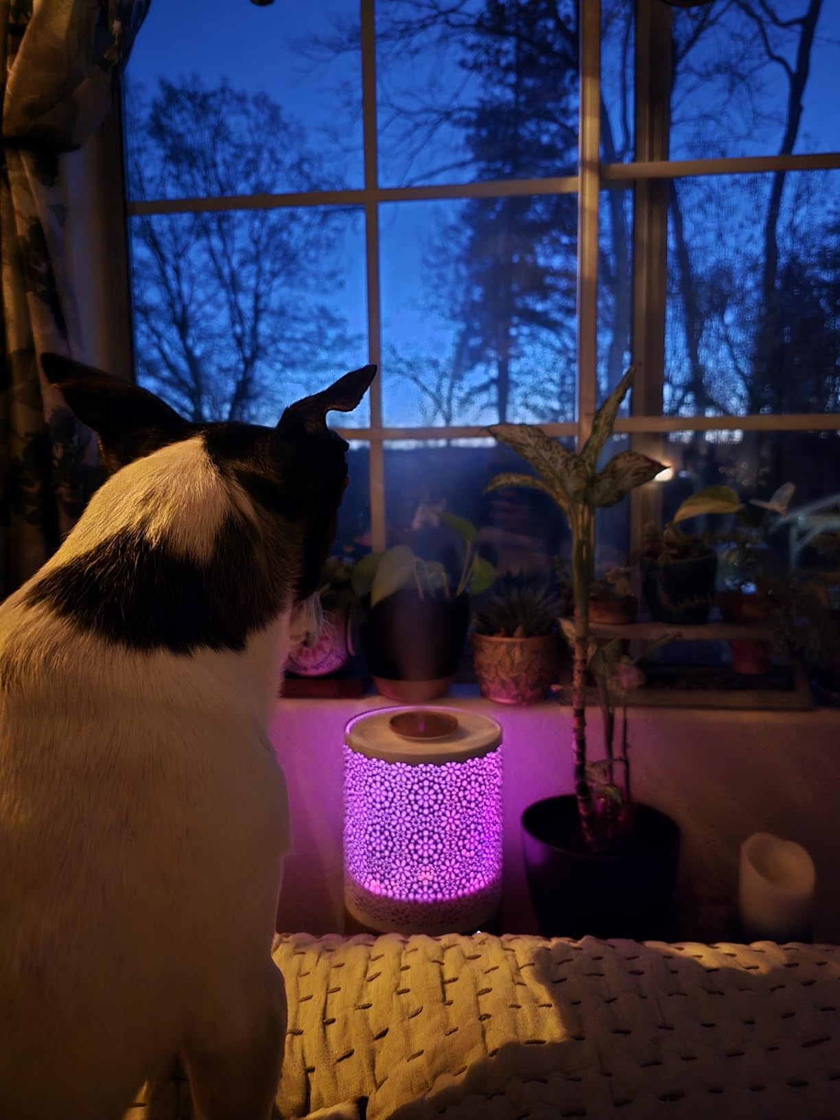 BlueHills 2500 ML XL Essential Oil Diffuser for Large Room Aroma Humidifier Home Decor Bed Baby Room Big Huge 2.5 L Capacity Long Run Color Lights customer photo 2