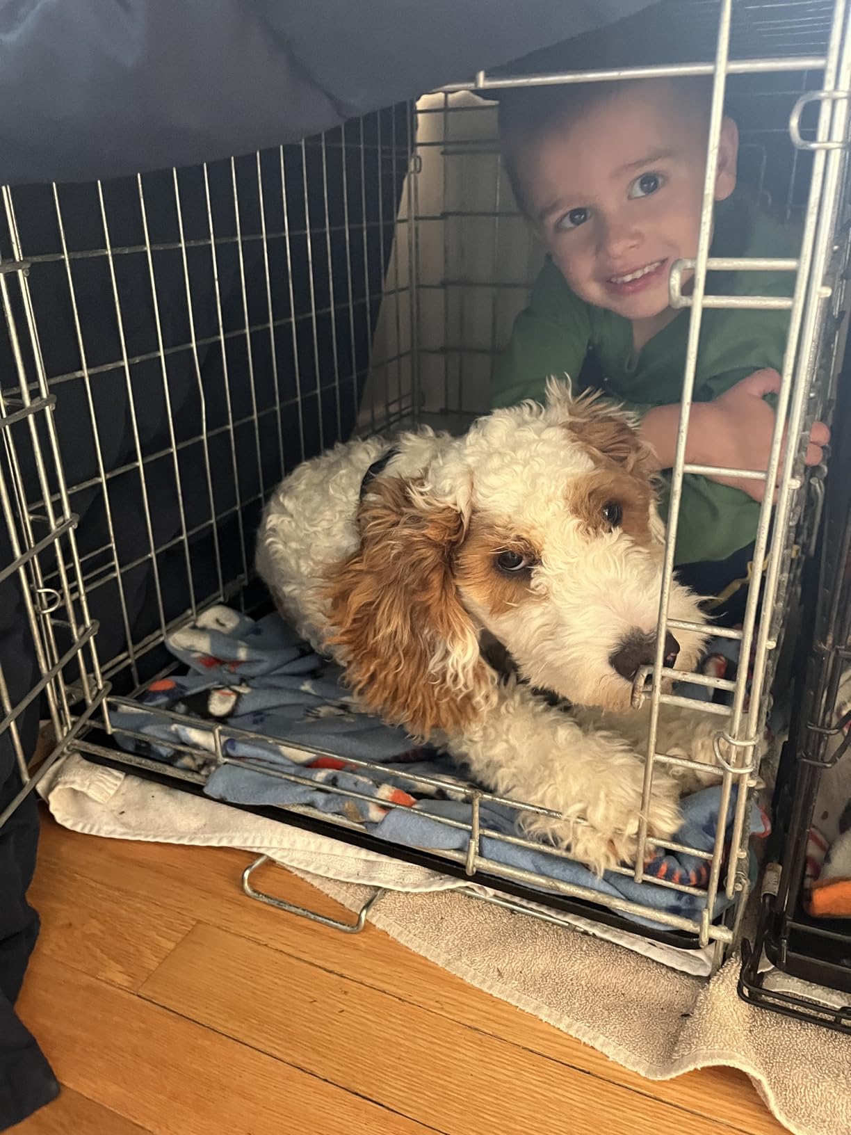 MidWest Homes for Pets 30-Inch LifeStages Crate for Medium Breeds, 21-40 lbs, Double Door Folding Dog Crate with Divider Panel, Leak-Proof Tray & Secure Latch customer photo 1