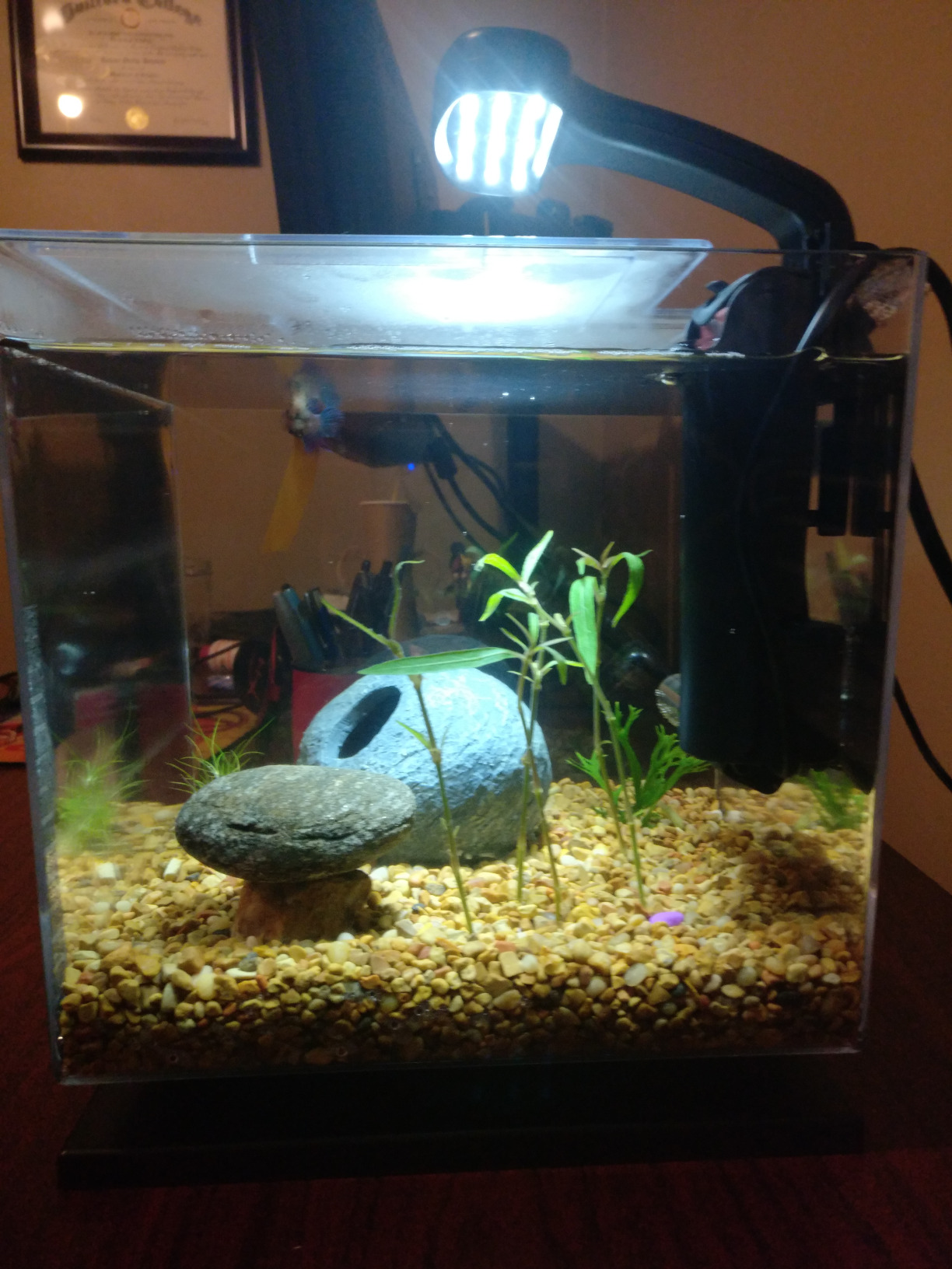 Tetra 3 Gallon Small Fish Tank, Aquarium Starter Kit, with Filter, Air pump, & Color Changing Light, Half Moon shape, for Gold Fish & Betta customer photo 2