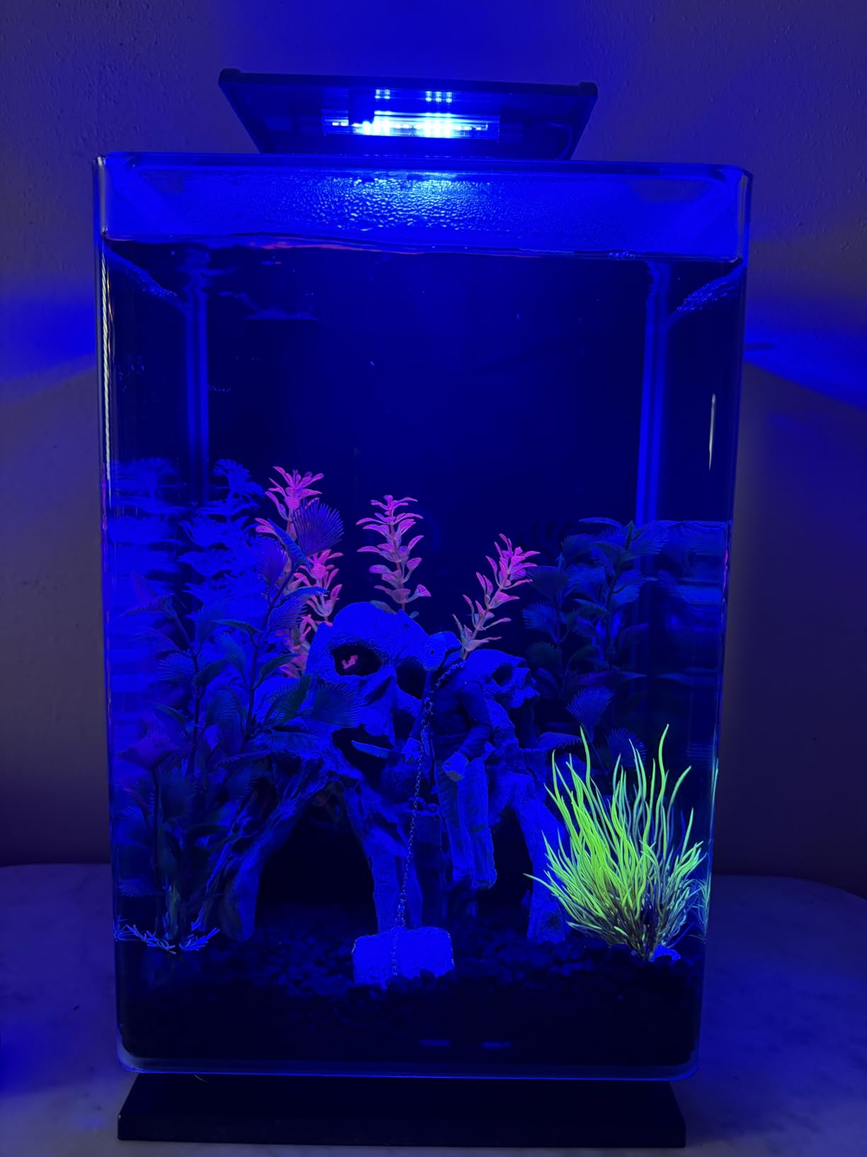 Marineland Portrait Glass LED Aquarium Kit, 5 Gallons, Hidden Filtration, Black customer photo 2