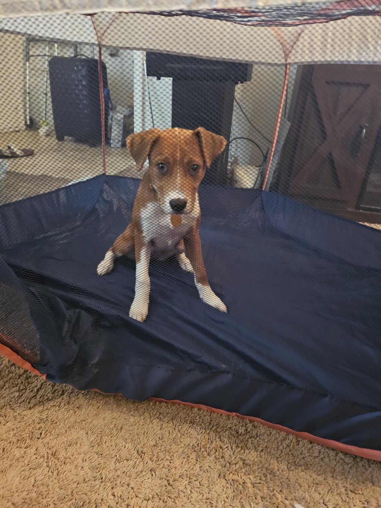 FurHaven Soft-Sided Dog & Cat Playpen, Portable Foldable Indoor & Outdoor Pet Playpen with Mesh Windows & Zippered Door, Gray, Extra Large customer photo 1