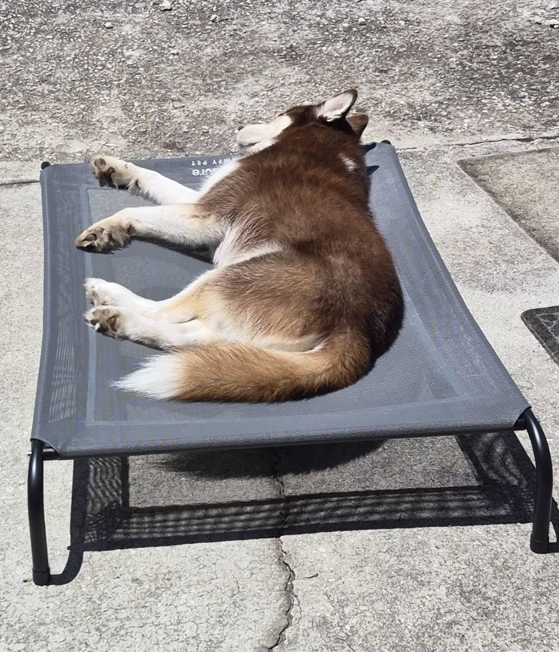 Bedsure Outdoor Elevated Cooling Dog Bed Large Sized Dog, 49in Grey | Portable raised camping pet cot hammock, Breathable Teslin mesh, Weather resistant, For large pets up to 85 lbs, Easy to assemble customer photo 1