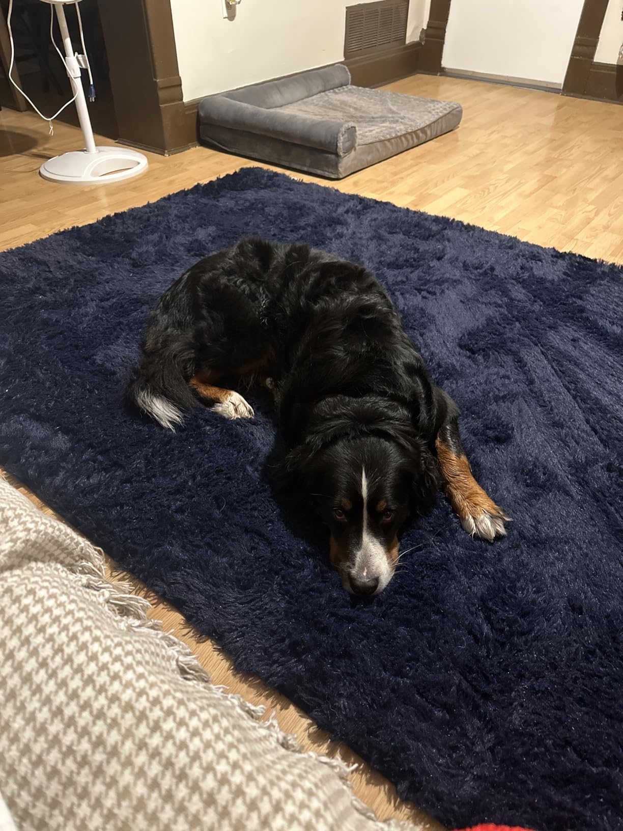 PAGISOFE 8x10 Rainbow Large Area Rug, Plush Rugs for Bedroom Girls, Shaggy Vibrant Carpet for Kids Room, Fuzzy Nursery Rug for Baby's Toddler's Room customer photo 1