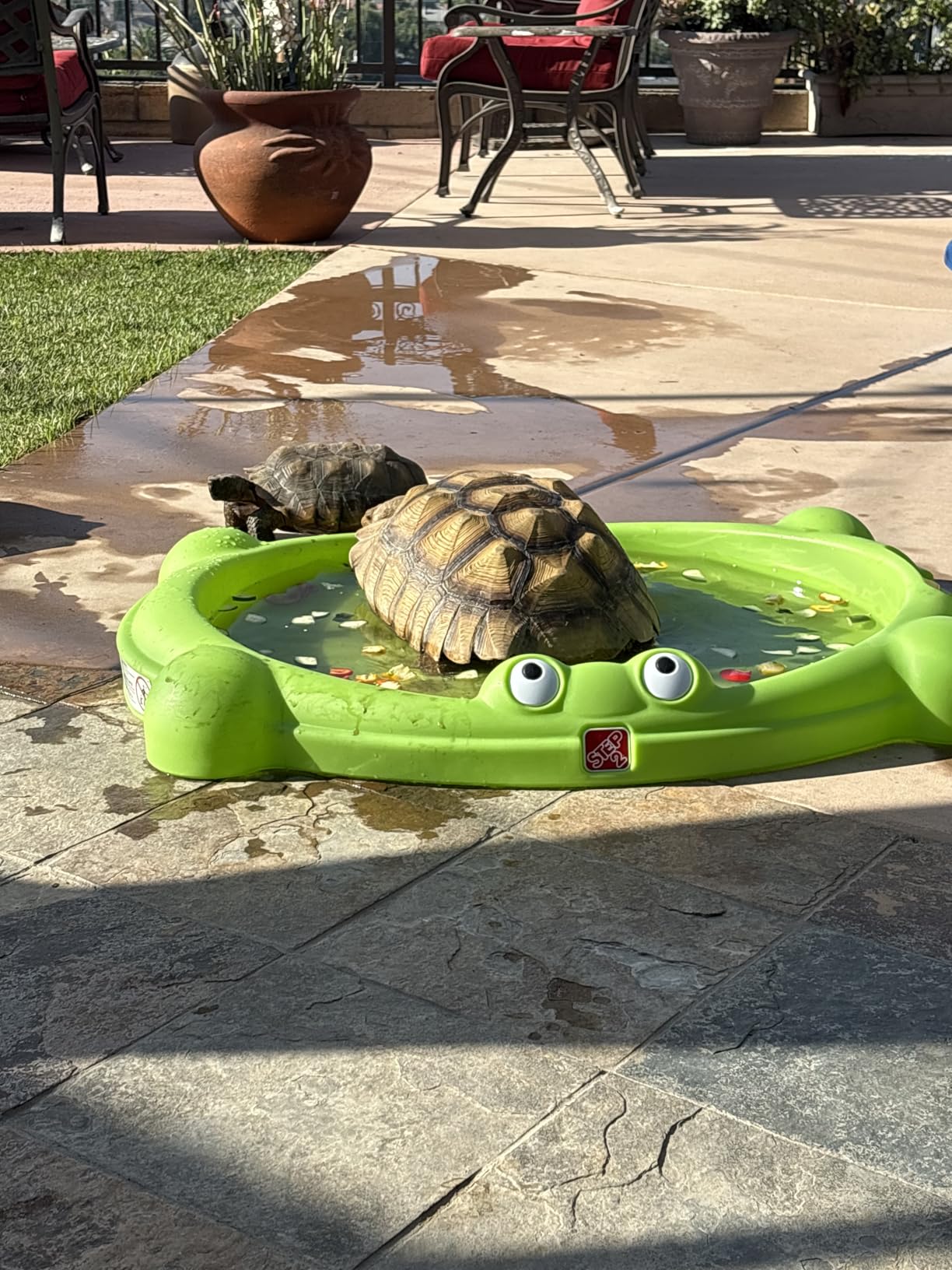 Step2 Water Bug Splash Pad, Kids Water Table & Sand Activity Sensory Playset, Sprinkler & Pool, Summer Outdoor Toys, for Toddlers 1.5+ Years Old customer photo 1