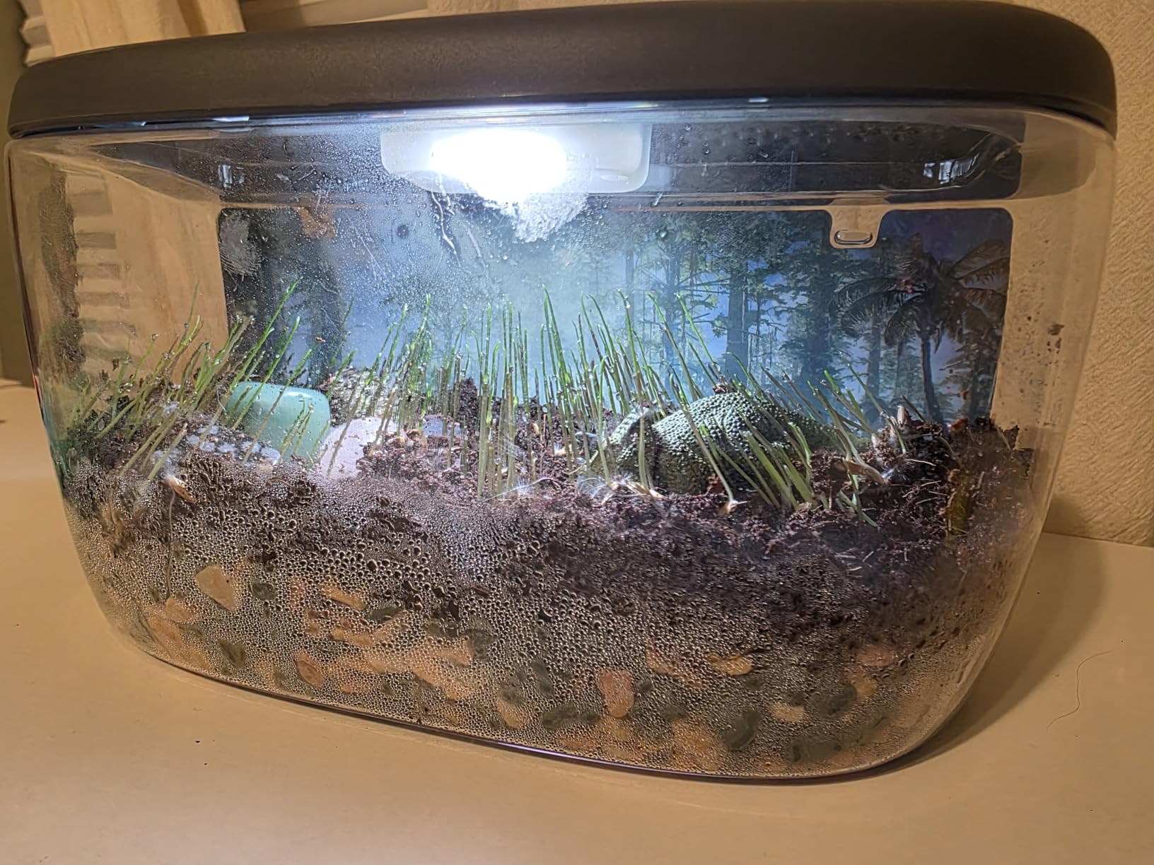National Geographic Light Up Dinosaur Terrarium Kit for Kids - Build a Dino Habitat with Real Plants & Gemstones, Night Light, Science Kit, Dinosaur Toys for Kids Ages 6 7 8 9 (Amazon Exclusive) customer photo 1