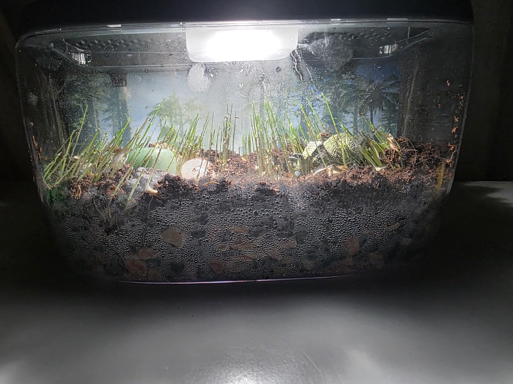 National Geographic Light Up Dinosaur Terrarium Kit for Kids - Build a Dino Habitat with Real Plants & Gemstones, Night Light, Science Kit, Dinosaur Toys for Kids Ages 6 7 8 9 (Amazon Exclusive) customer photo 2