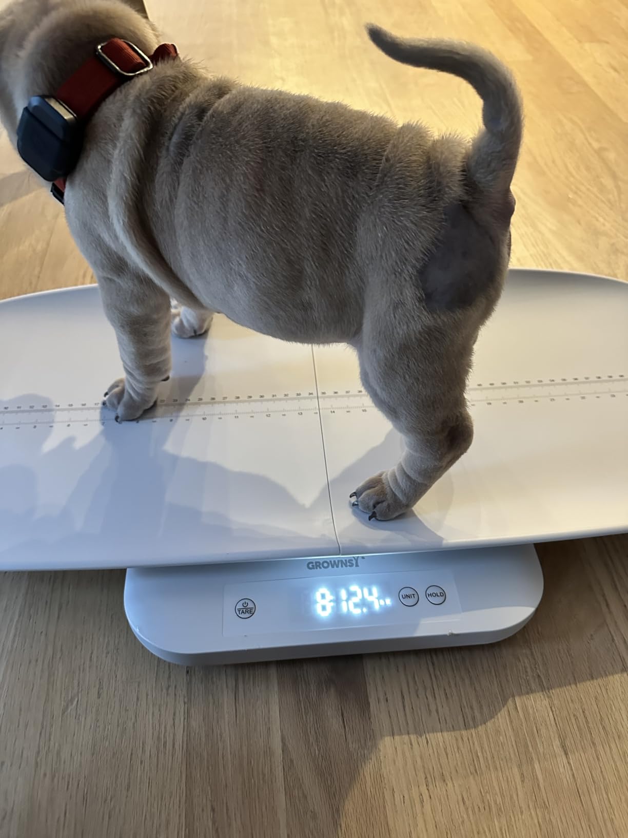 Baby Scale, Multifunctional Baby Weight Scale, Pet Scale for Puppy, Cat, Adult Scale Up to 330lbs, Accurate Digital Scale with Hold Function, 27-inch Height Measurement, 5 Units, LED Screen customer photo 1