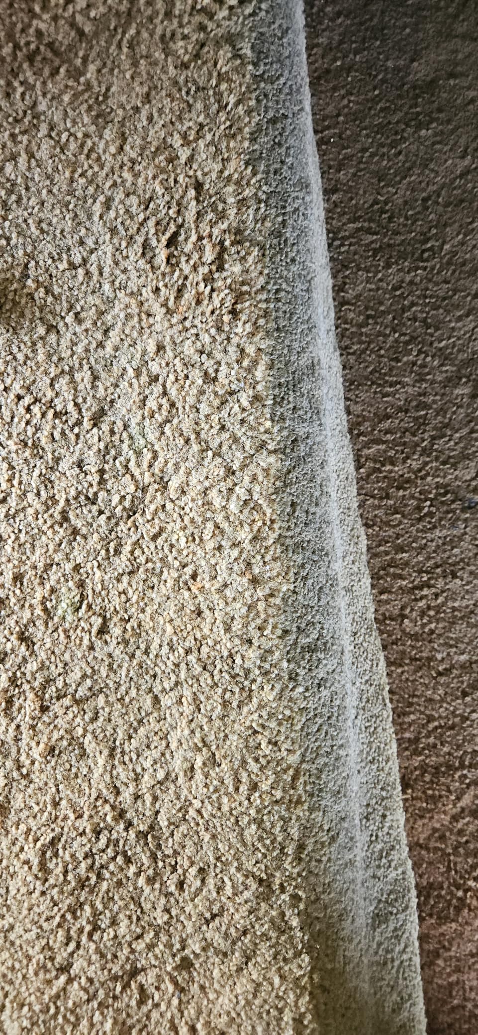 BISSELL TurboClean Pet XL Upright Carpet Cleaner, Upholstery Tough Stain Tool & Formula, 3746 customer photo 2