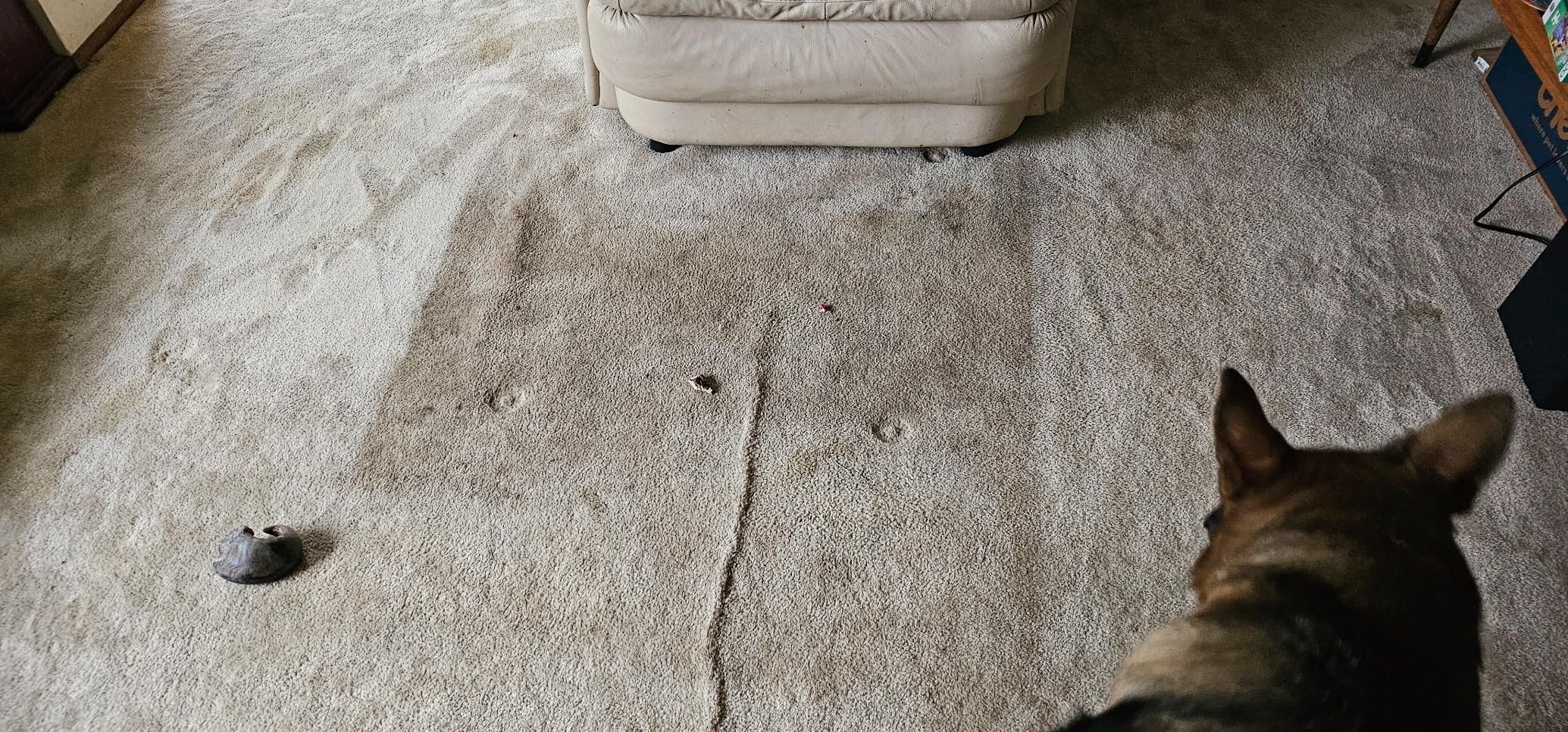 Shark CarpetXpert Deep Clean Pro Formula for Upright & Portable Carpet Cleaners, 48 Oz, EXCM48 customer photo 2