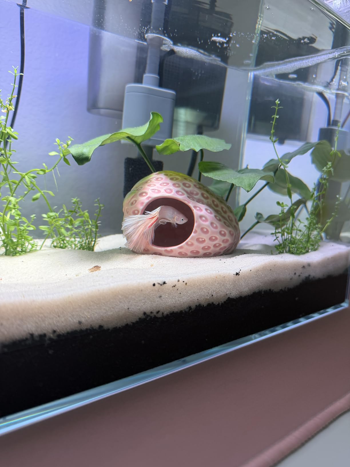 Vimvins 5 Gallon Glass Small Fish Tank with Filter Light and Lid, Betta Aquarium Starter Kits customer photo 1