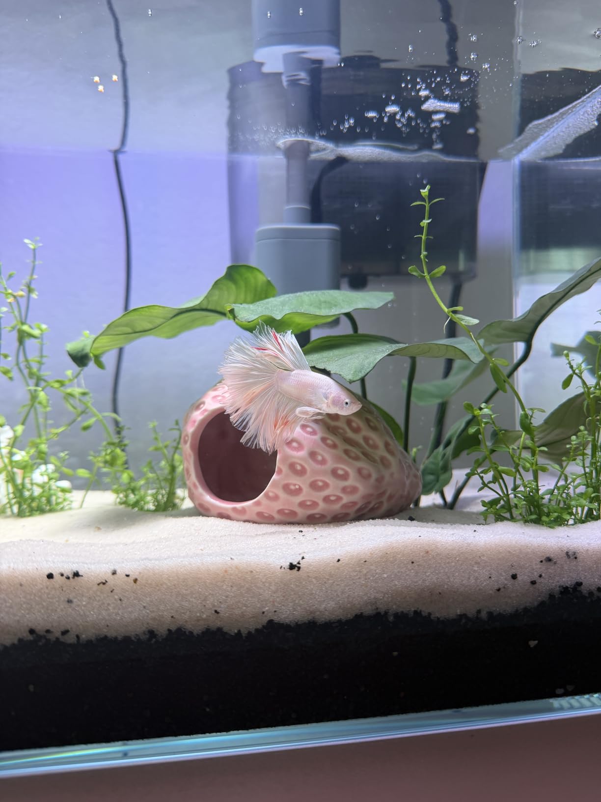 Vimvins 5 Gallon Glass Small Fish Tank with Filter Light and Lid, Betta Aquarium Starter Kits customer photo 2
