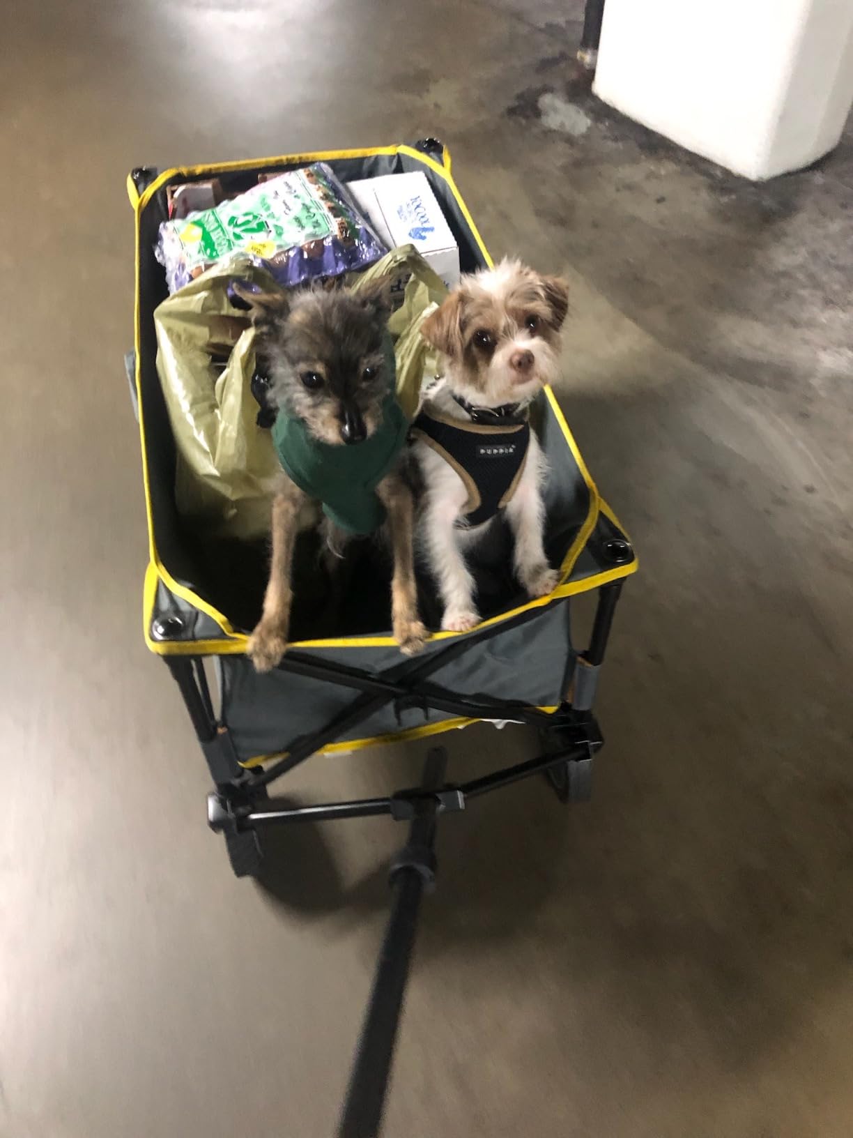 Coleman XL Collapsible Wagon, Heavy‑Duty 400 lb Capacity, Large 50+ Gallon Utility Cart with All‑Terrain Wide‑Base Wheels, One‑Pull Folding Design, Removable Wheels & Ergonomic Handle - Blue customer photo 1