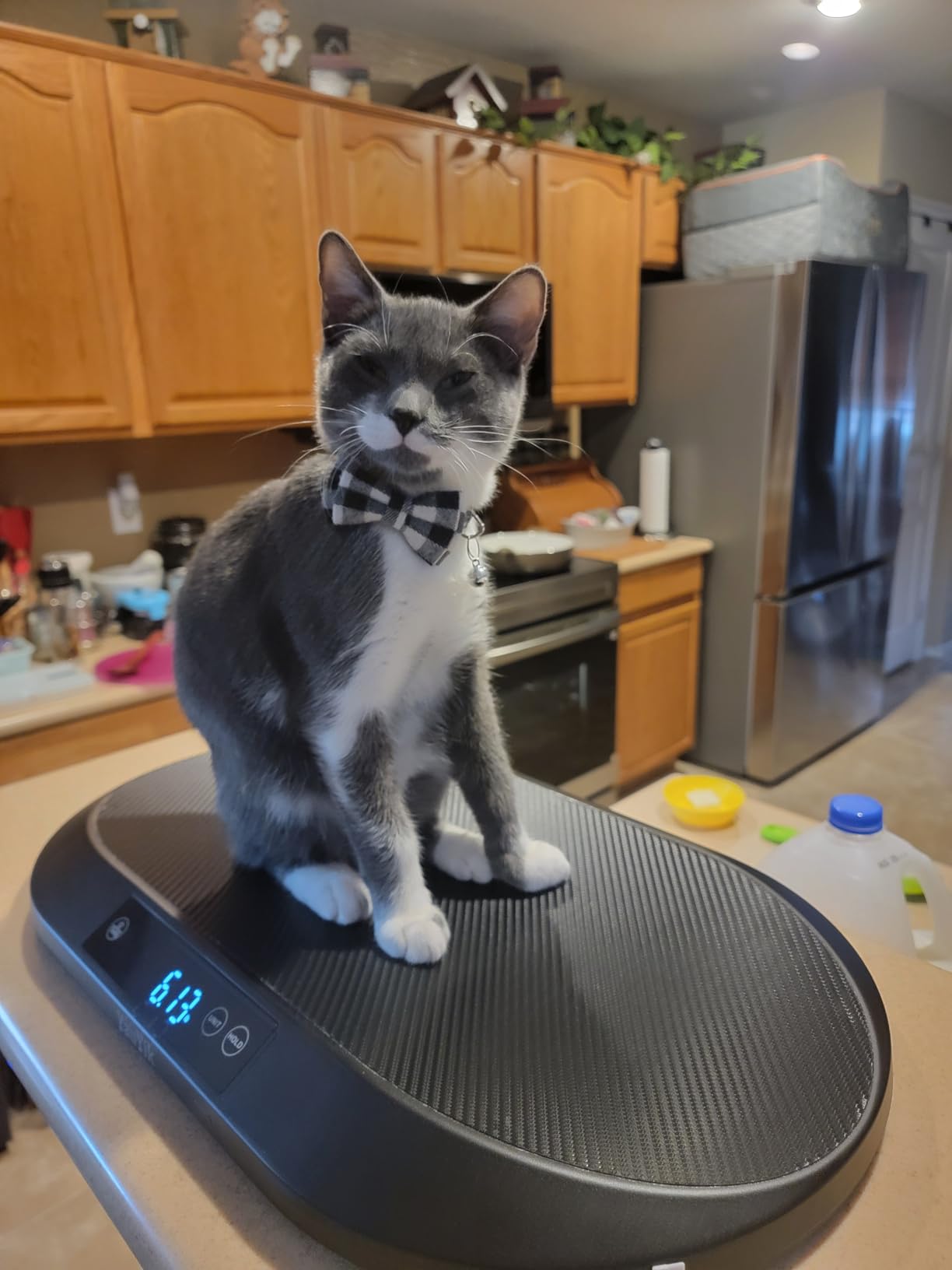 YauYik Baby Scale, Smart Accurate Digital Scale with App for Tracking Growth of Baby, Infant, Puppy,and Cat, Pet Scale Up to 88 lbs, with Hold Function, 59-inch Height Measurement, 5 Units, LED Screen customer photo 2