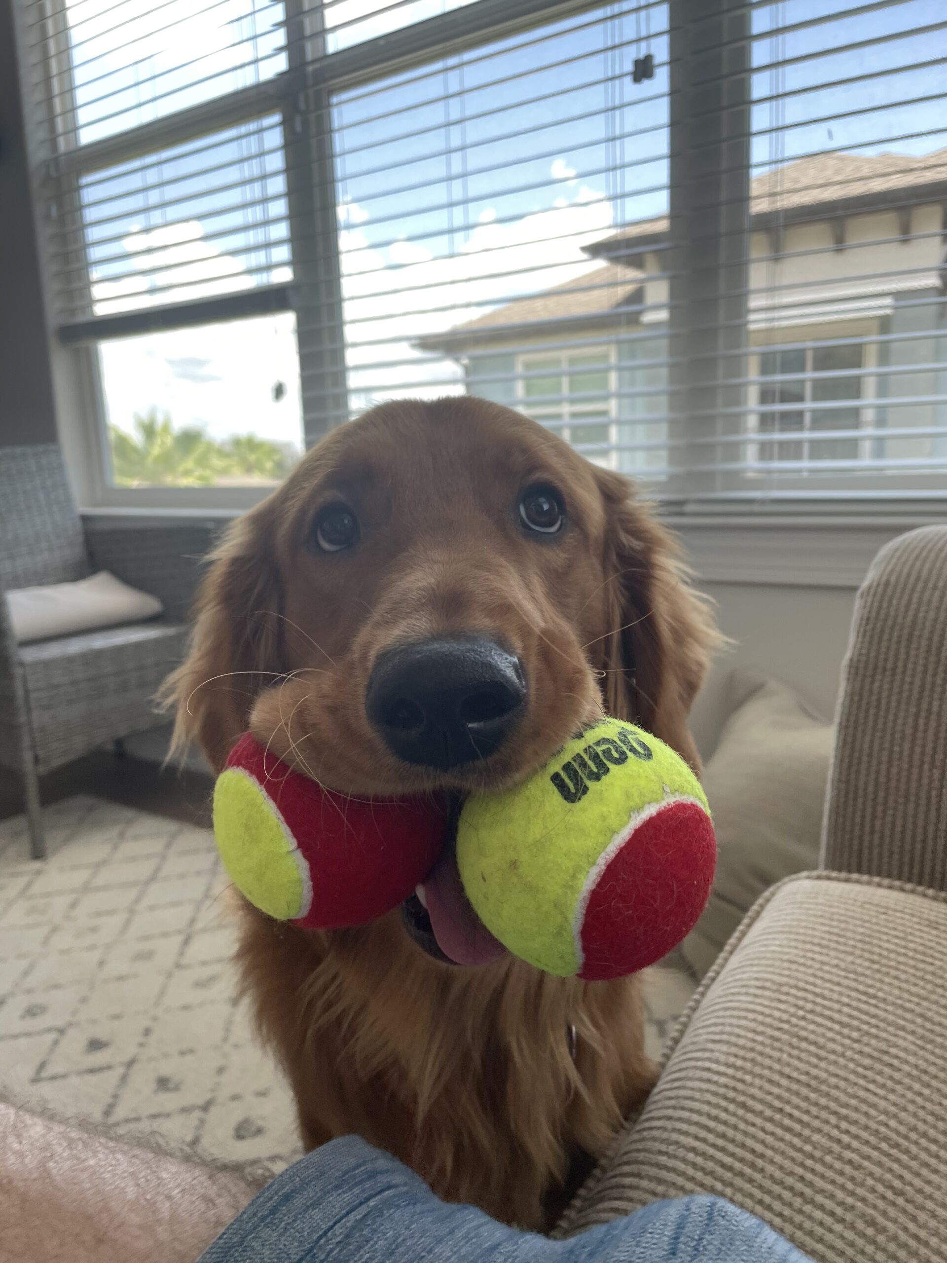 Penn QST 36 Tennis Balls - Youth Felt Red Tennis Balls for Beginners, 12 Ball Polybag customer photo 1