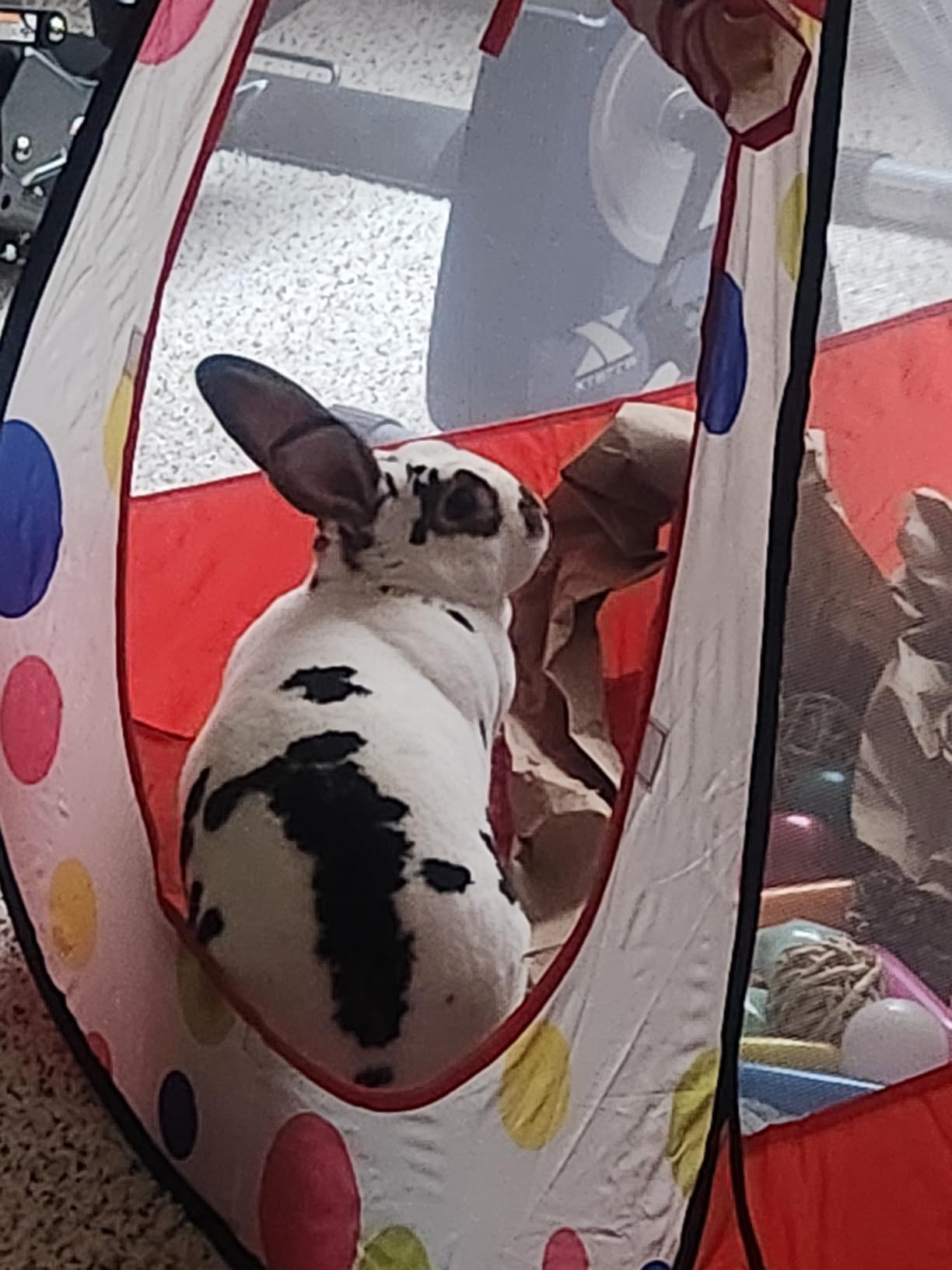 Kids Ball Pit Pop Up Playhouse Tent for Boys Girls Babies and Toddlers, Indoor Outdoor Toy (Balls Not Included) customer photo 2