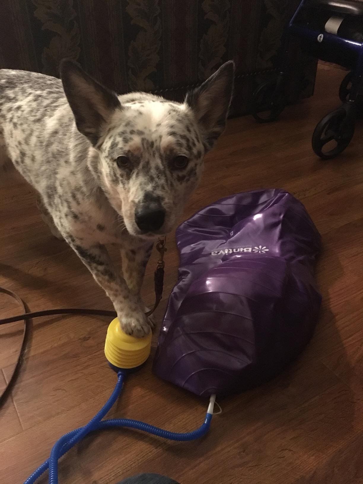 Bintiva Peanut Ball customer photo 2