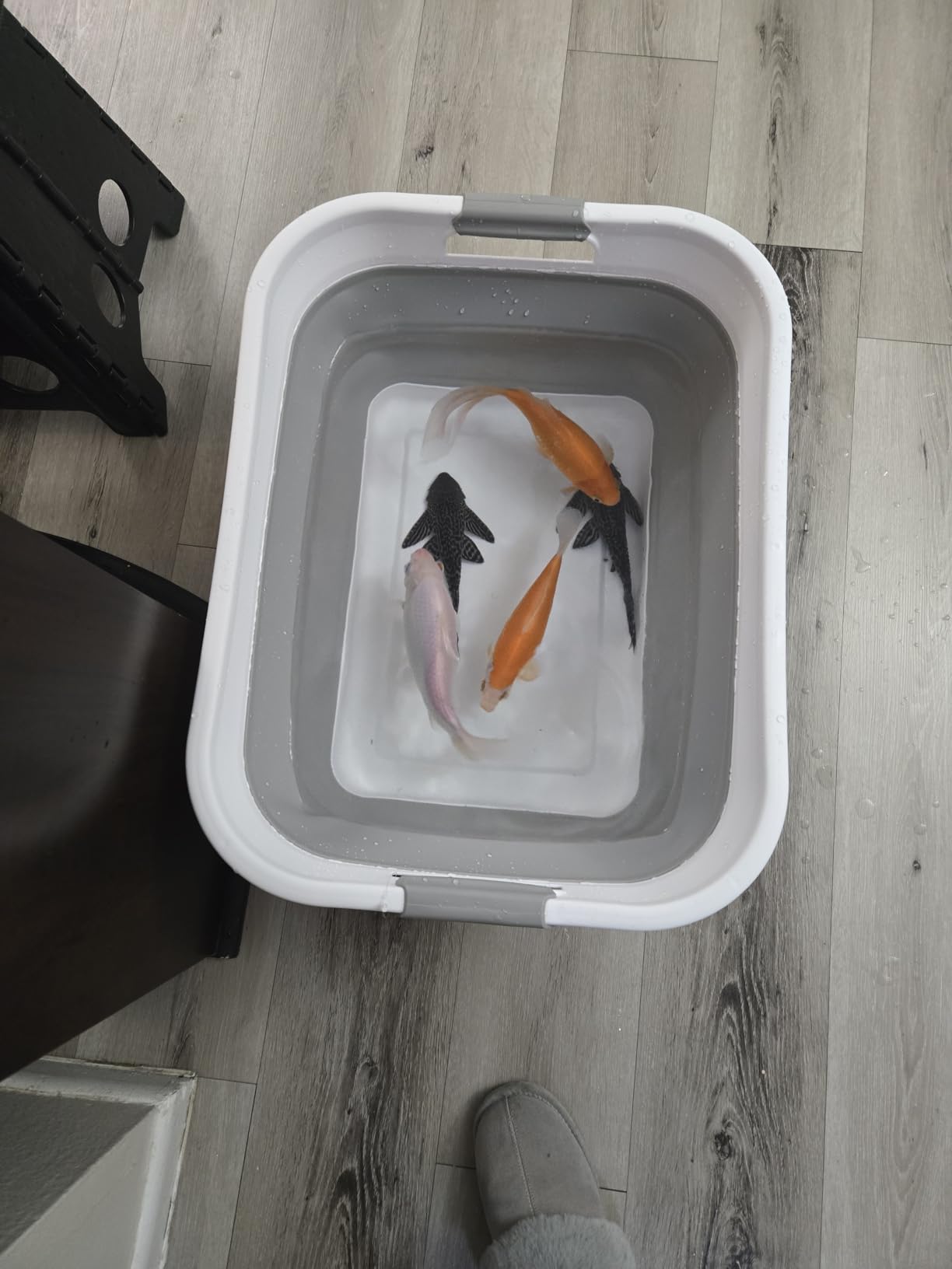 SAMMART 41L (10.8 gallon) Collapsible Plastic Laundry Basket-Foldable Pop Up Storage Container/Organizer-Portable Washing Tub-Space Saving Hamper, Water capacity: 32L (8.4 gallon) (Rectangular, Grey) customer photo 2