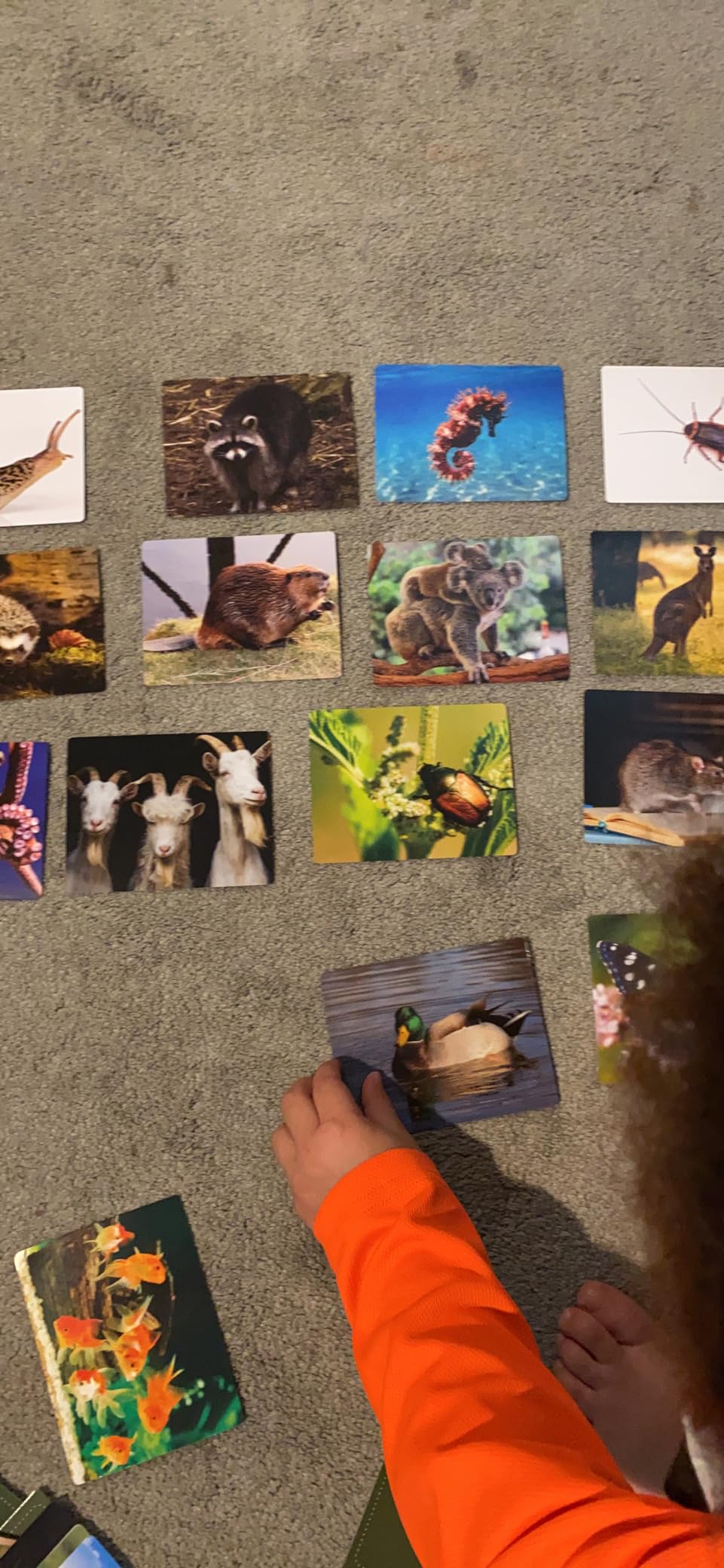 300 Noun Vocabulary Builder Flash Cards, Photo Cards with Learning Games and Teaching Materials for Speech Therapy, ESL, Preschool, Homeschool, Toddlers, Adults, Autism, Dementia, ABA, and Aphasia customer photo 1