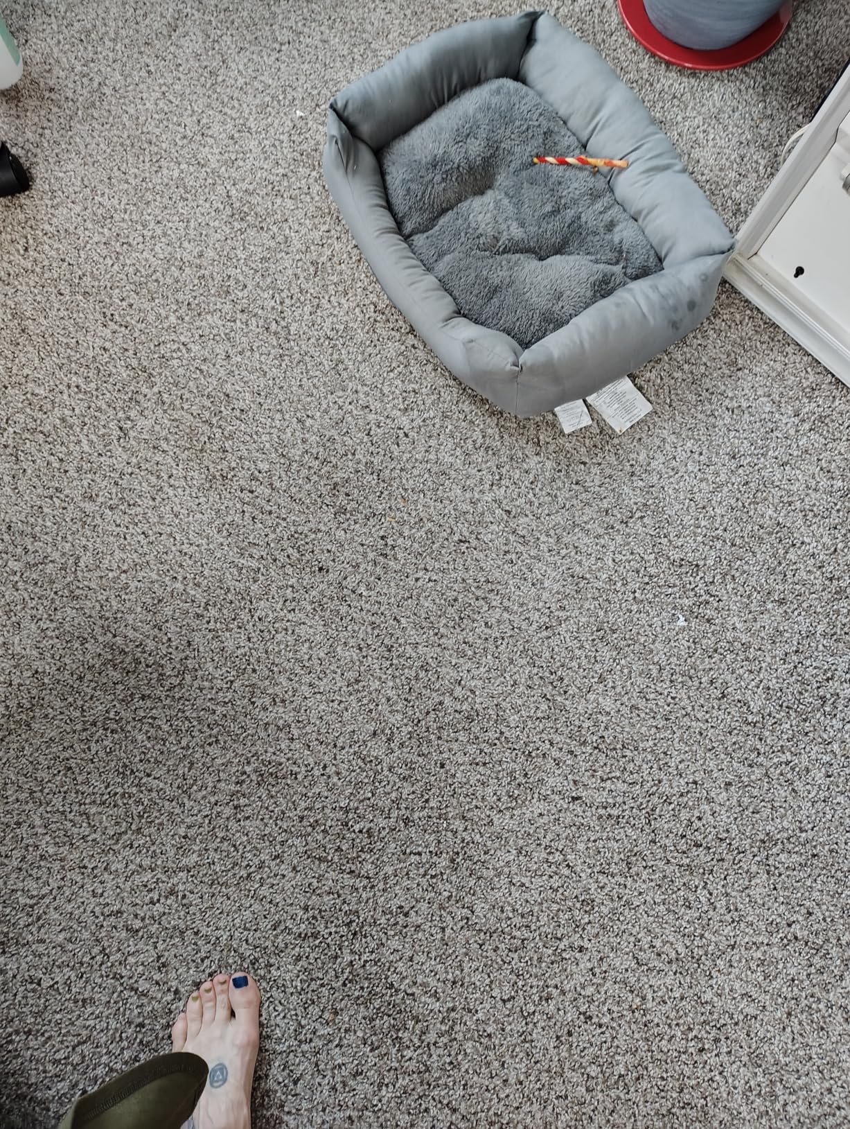 Dirt Devil Portable Spot Cleaner Machine for Carpet and Upholstery, Powerful Suction Spot Cleaning Machine with Versatile Tools, Pair with Dirt Devil Portable Cleaner Solution customer photo 1