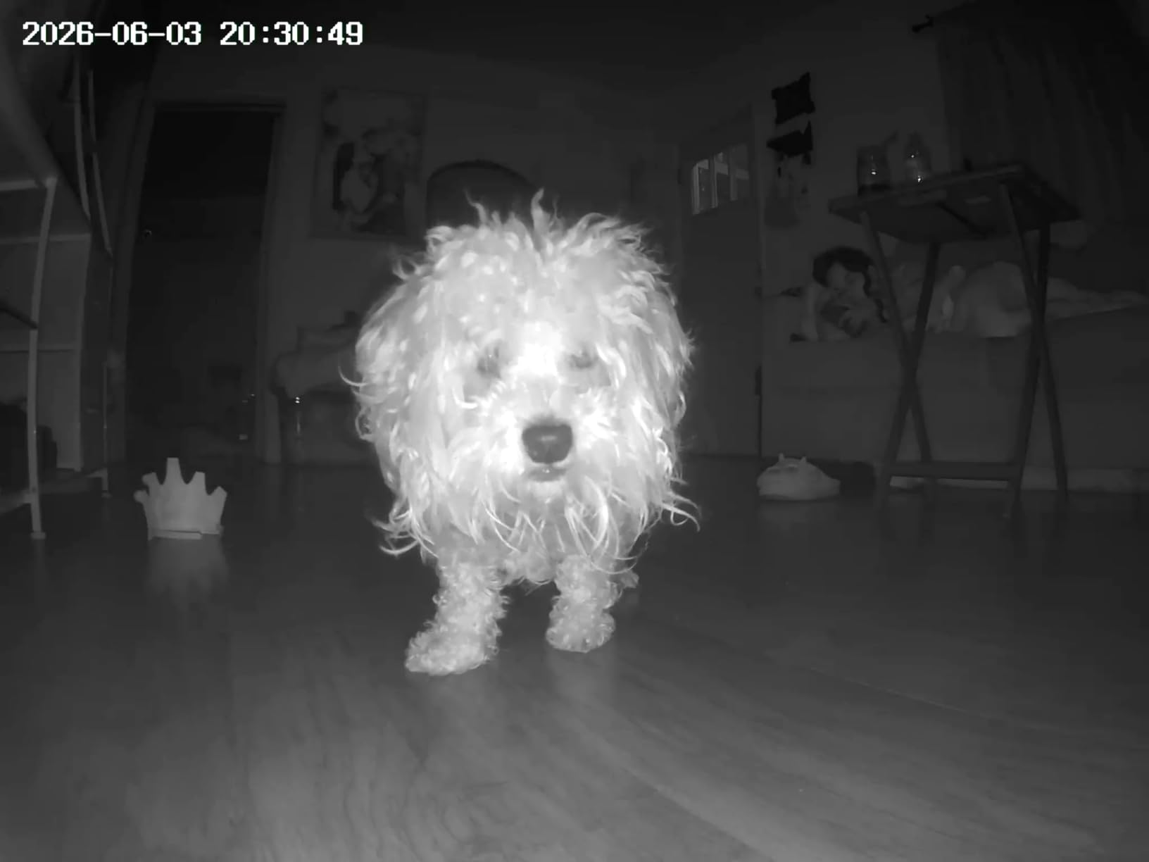 TKENPRO 2K Pet Camera Treat Dispenser, 360 Degree View Dog Camera with Phone App, 5G&2.4G WiFi 2-Way Talk Pet Cam Indoor for Cats Remote Treat Tossing, Motion Alerts, Auto Tracking customer photo 2