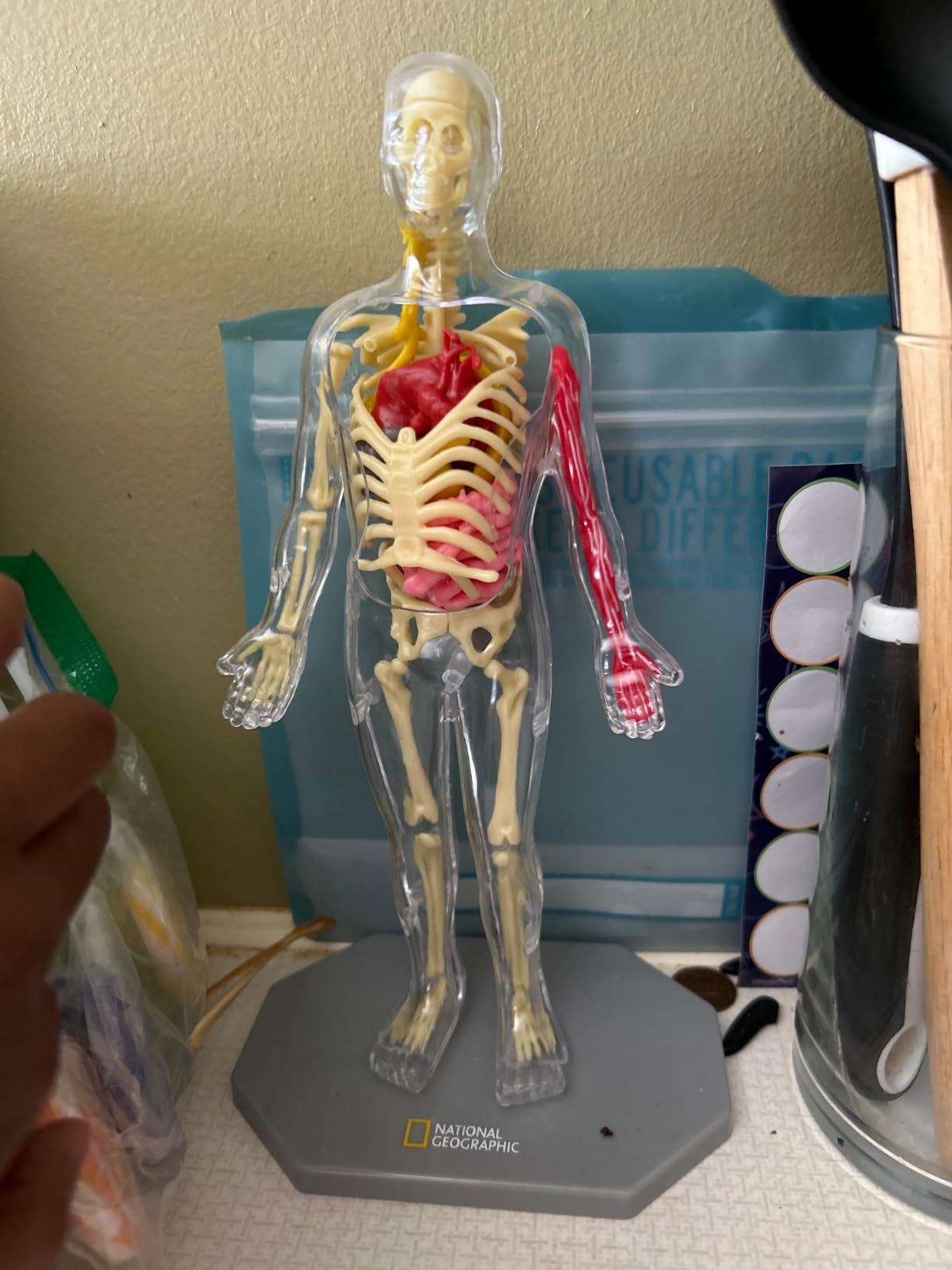 National Geographic Human Body Model for Kids That Glows in The Dark - 32-Piece Interactive Anatomy Model with Bones, Organs, Muscles, Science Kit Stocking Stuffer customer photo 1