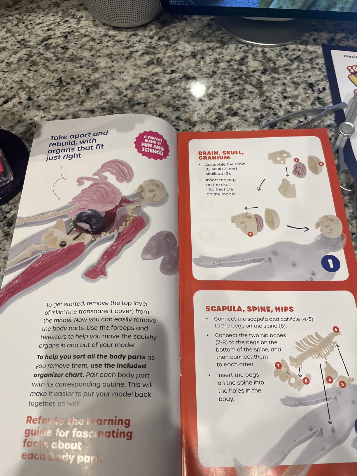 Dan&Darci Human Anatomy Squishy Body Model - Science Kits for Kids Ages 4-8 - STEM Toys for 4 5 6 7 8 Year Old Boy Birthday Gift - Learning Educational Toys for Ages 5-7 Boys Gifts - Skeleton Parts customer photo 1