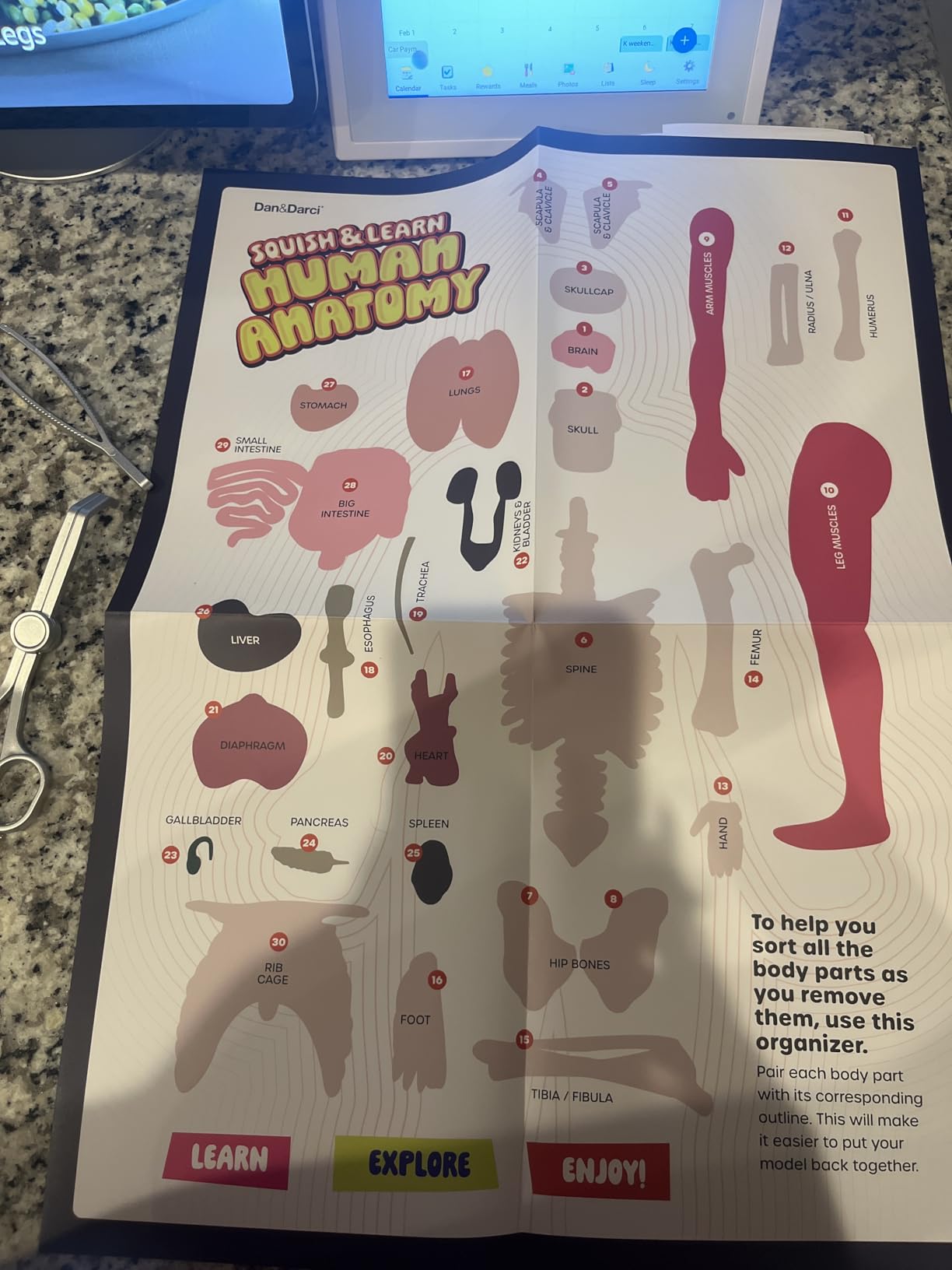 Dan&Darci Human Anatomy Squishy Body Model - Science Kits for Kids Ages 4-8 - STEM Toys for 4 5 6 7 8 Year Old Boy Birthday Gift - Learning Educational Toys for Ages 5-7 Boys Gifts - Skeleton Parts customer photo 2