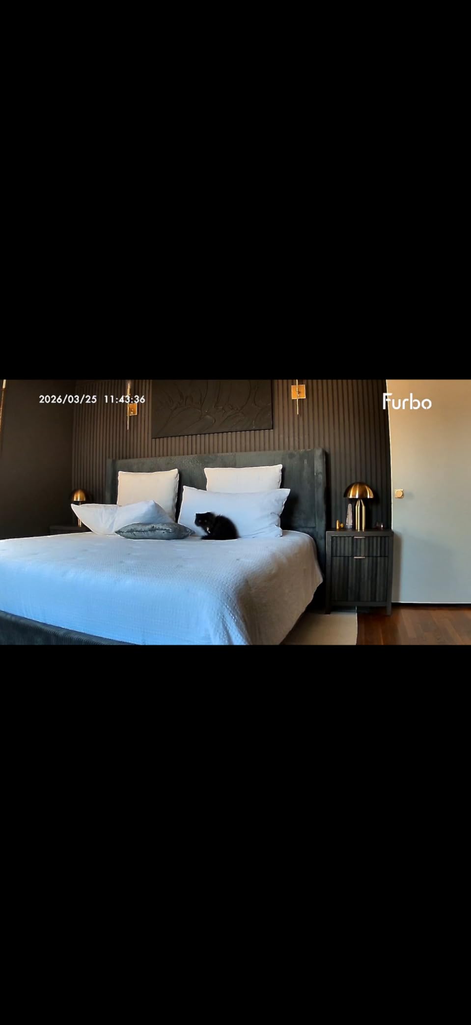 Furbo Mini 360 Degree 2K QHD Pet Camera: Basic See, Talk & Toss Features, No Subscription Required, Dog & Cat Rotating Treat Dispenser w/Phone App, Smart Indoor Cam, 2-Way Audio & Night Vision customer photo 2