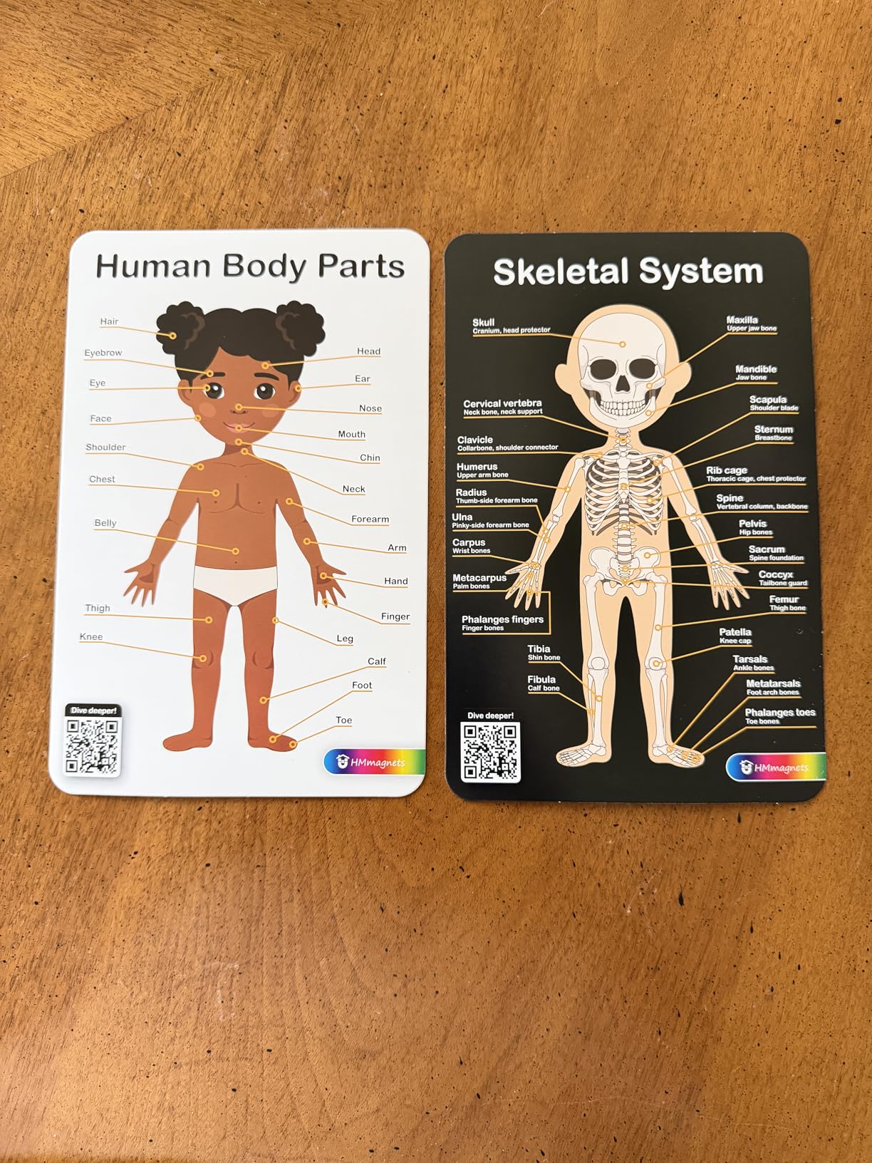 MyBODY Large Human Body Anatomy Model for Kids & Teens - Bottom-to-Top Magnetic Assembly Toy & Educational Learning Kit with Skeleton Base, 7 Puzzle Layers incl. Muscular, Digestive & Nervous Systems customer photo 2