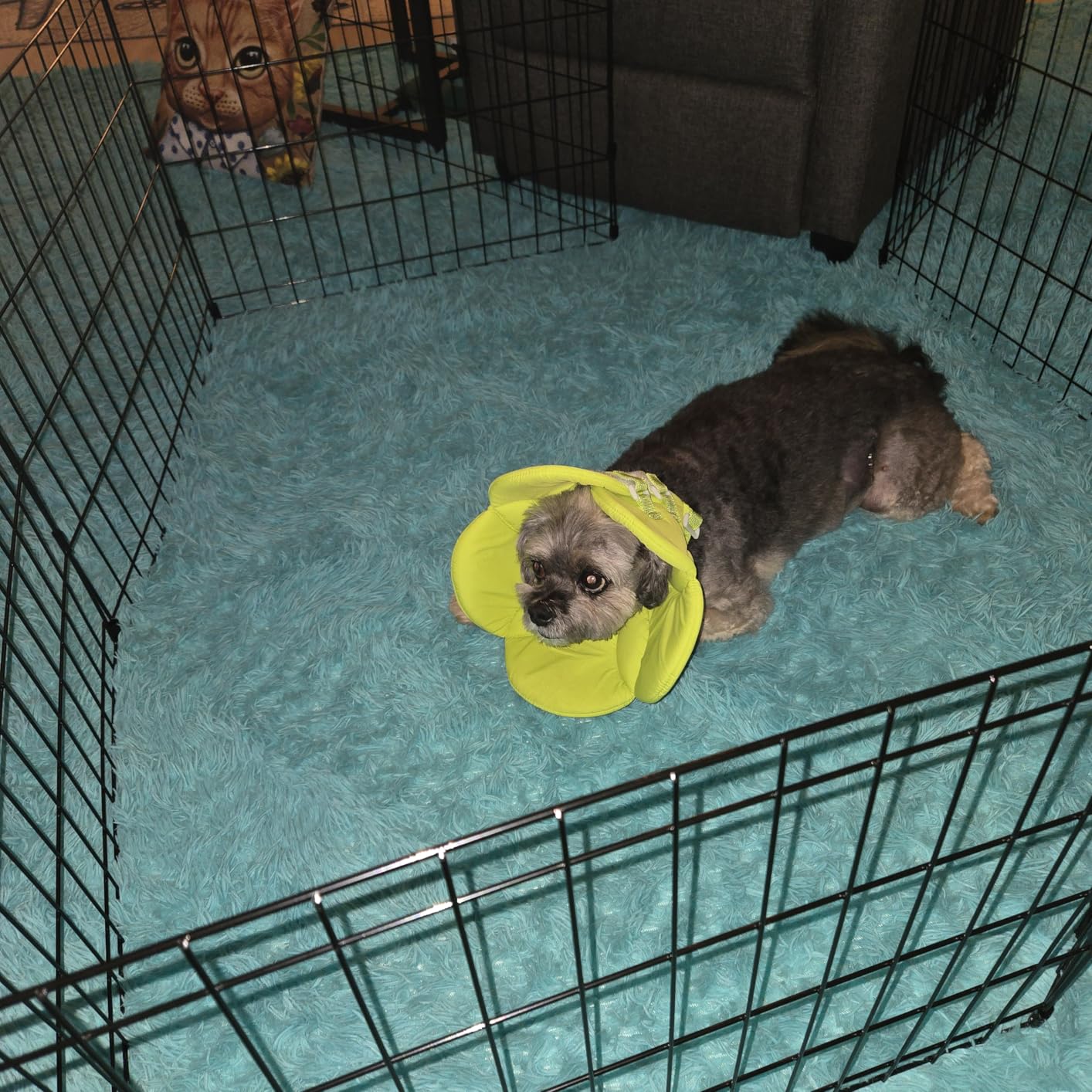 MidWest Homes for Pets Folding Metal Puppy / Dog Exercise Pen, Indoor/Outdoor Playpen with No Door, Provides 16 Sq Feet of Play Space, 30-Inches Tall, Black E-Coated customer photo 1
