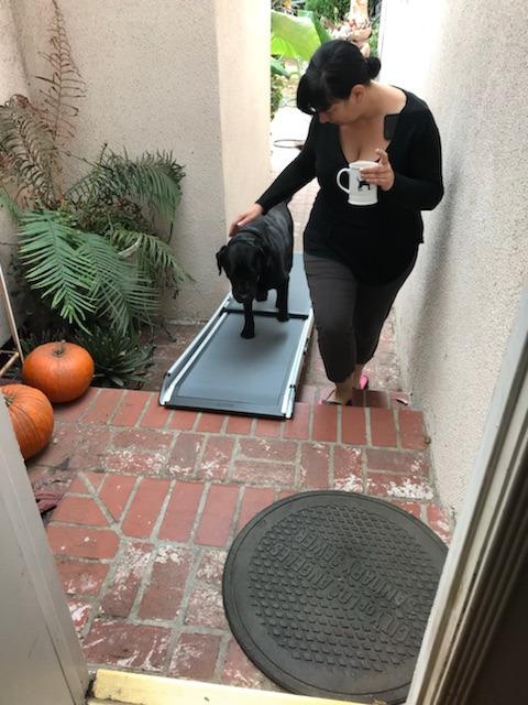 PetSafe Happy Ride Telescoping Dog Ramp, Portable Pet Ramp for Cars, Trucks & SUVs with Adjustable Sizing customer photo 1