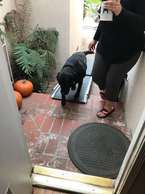 PetSafe Happy Ride Telescoping Dog Ramp, Portable Pet Ramp for Cars, Trucks & SUVs with Adjustable Sizing customer photo 2