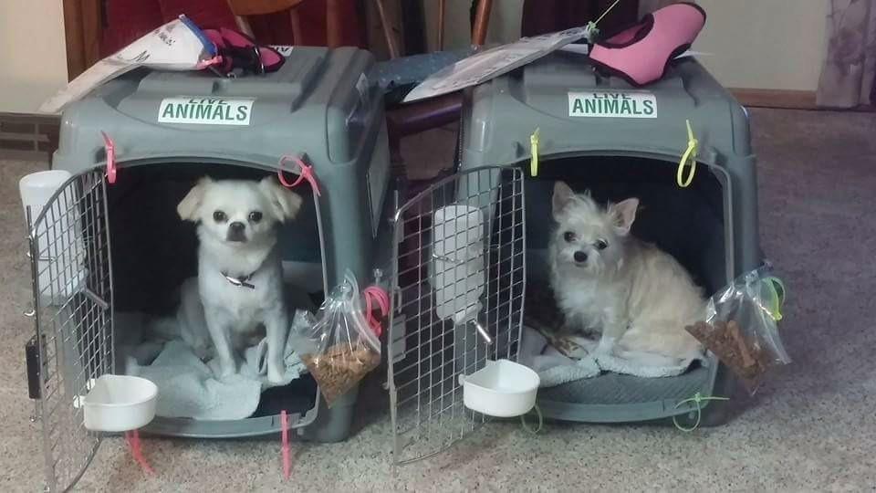 Petmate Sky Kennel - For Air and Travel, Airline Compliant Dog Crate for Pets 50-70 lbs, Heavy Duty Dog Kennel, Made in the USA- 36 Inches customer photo 1