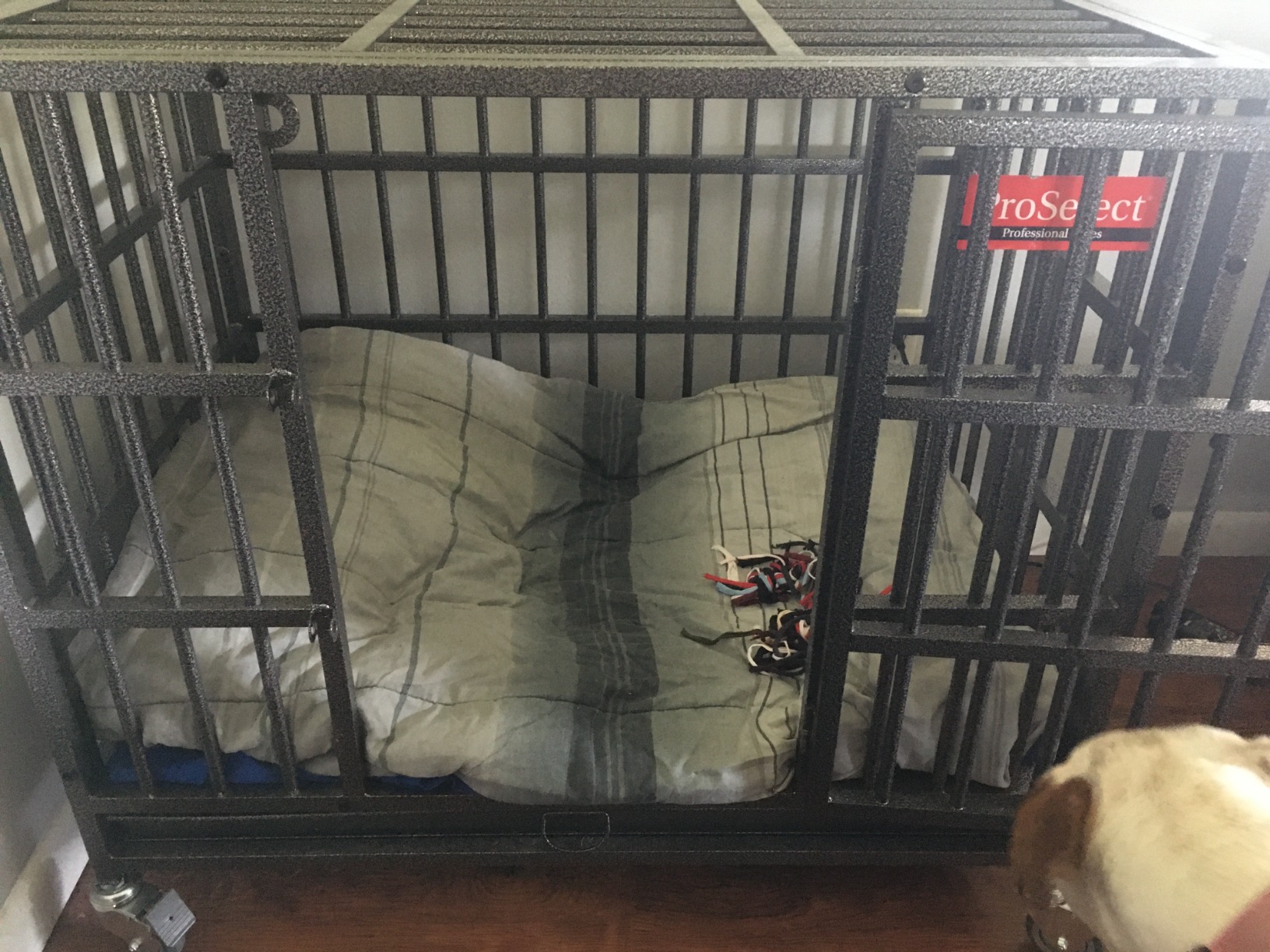 Pro Select Empire Cage - LARGE customer photo 1