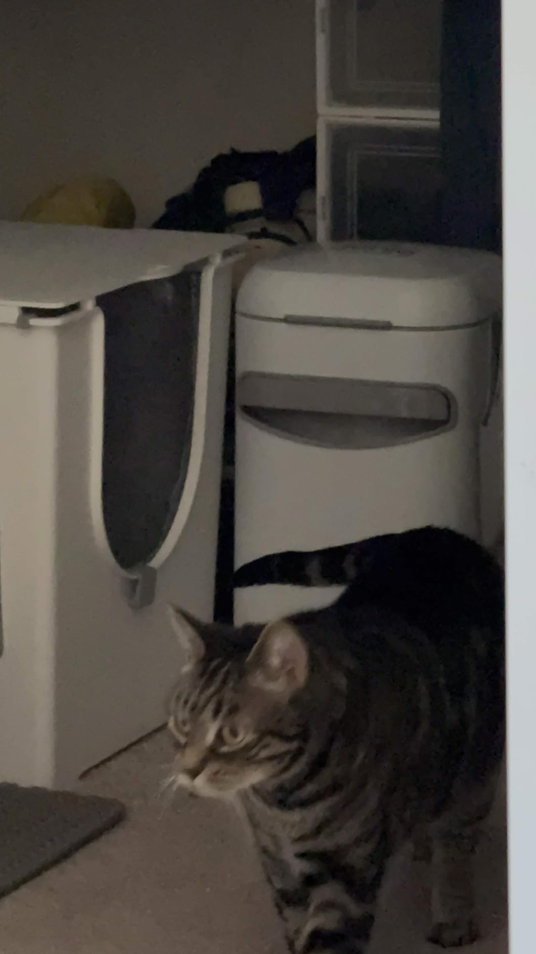 Modkat Flip Litter Box with Lid - Covered Front-Entry Cat Litter Box with Lid - Full Height Seamless Base, Leak-Proof Design - Reusable Liner, Sifting Scoop & 2 Bamboo Charcoal Filters (White) customer photo 1