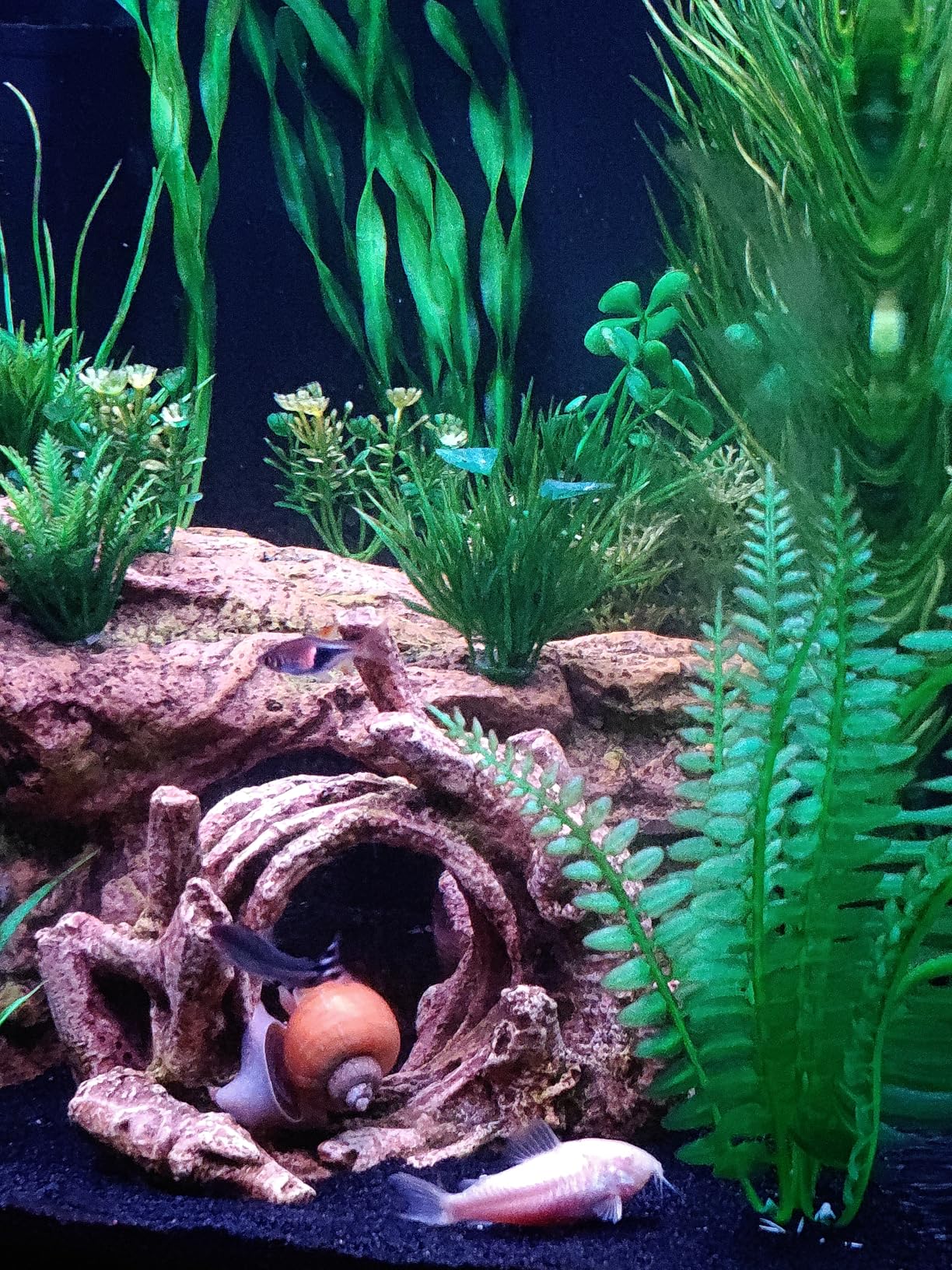 Coralife BioCube, Aquarium Kit, Nano Tank, Customizable LED Lighting, for Saltwater and Freshwater Environments, 16 Gallons customer photo 1