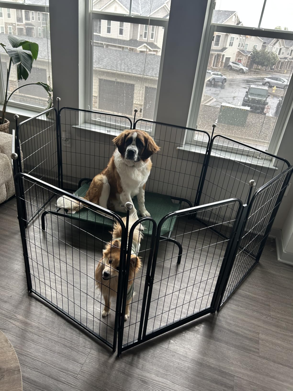 Amazon Basics Portable Foldable Octagonal Metal Exercise Dog Playpen, Indoor/Outdoor Pet Fence with Single Door, 8 Panels, Small, 30 Inches, Black customer photo 1