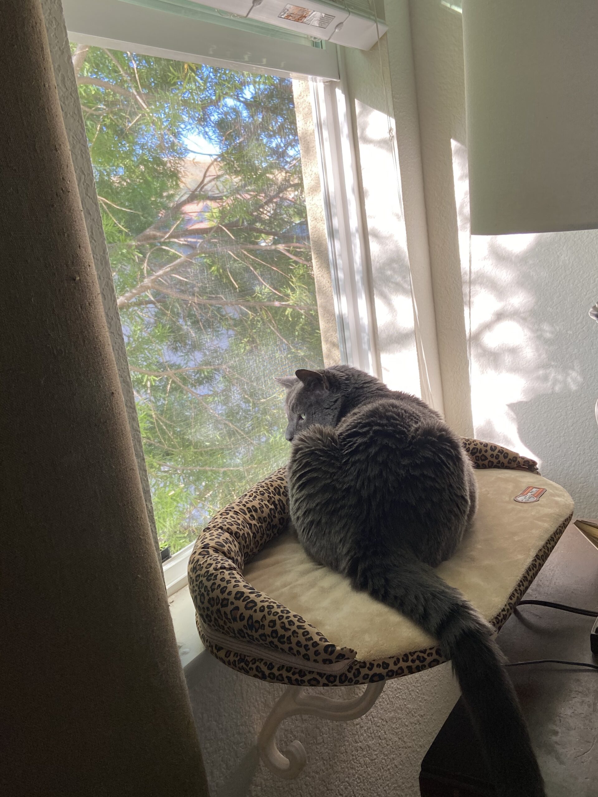 K&H Pet Products Bolster Kitty Sill Cat Window Perch Bed for Large Cats, Orthopedic Window Hammock Holds 40 lbs, Washable Cover, Indoor Windowsill Furniture Bed Seat - Tan/Kitty Unheated 14 X 24in customer photo 1