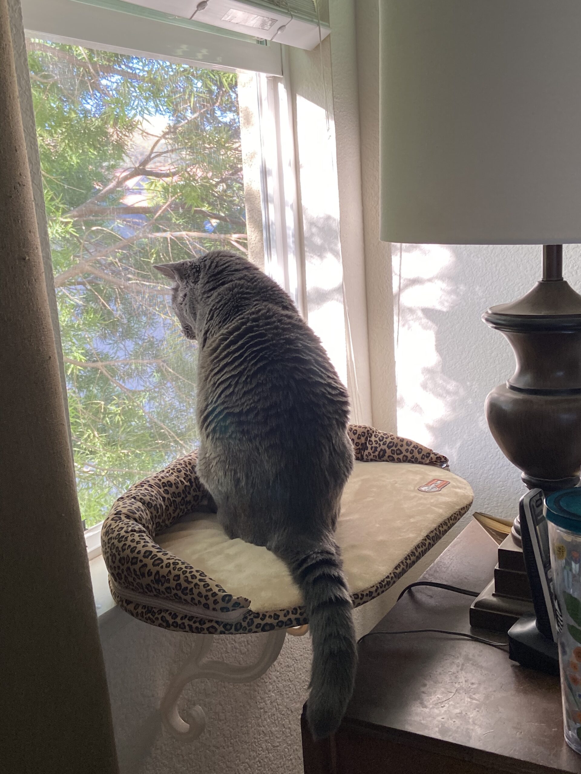 K&H Pet Products Bolster Kitty Sill Cat Window Perch Bed for Large Cats, Orthopedic Window Hammock Holds 40 lbs, Washable Cover, Indoor Windowsill Furniture Bed Seat - Tan/Kitty Unheated 14 X 24in customer photo 2