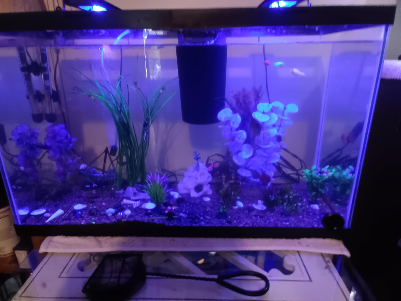 Tetra Glass Aquarium 5.5 Gallons, Rectangular Fish Tank customer photo 1