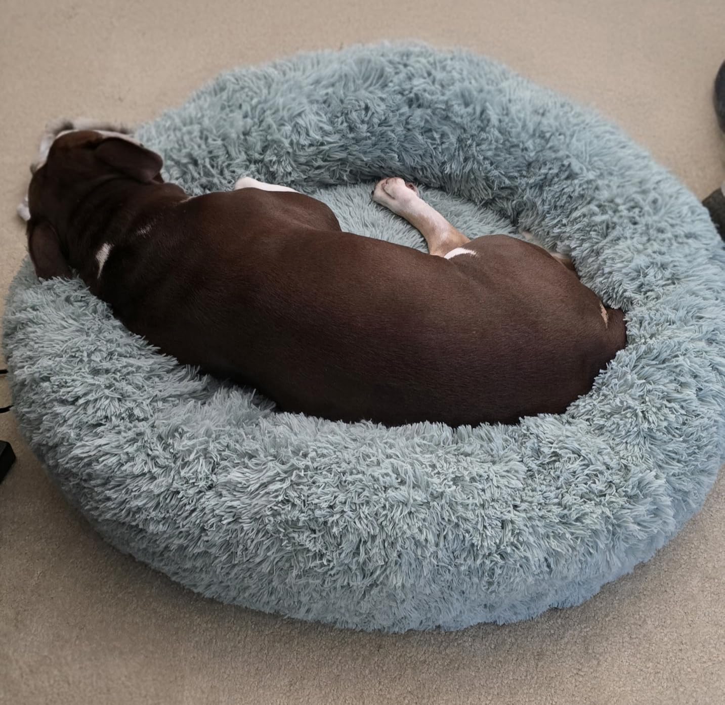Bedsure Calming Dog Bed Medium Size Dog - Donut Washable Medium Pet Bed, 30 inches Anti-Slip Round Fluffy Plush Faux Fur Cat Bed, Fits up to 45 lbs Pets, Camel customer photo 1
