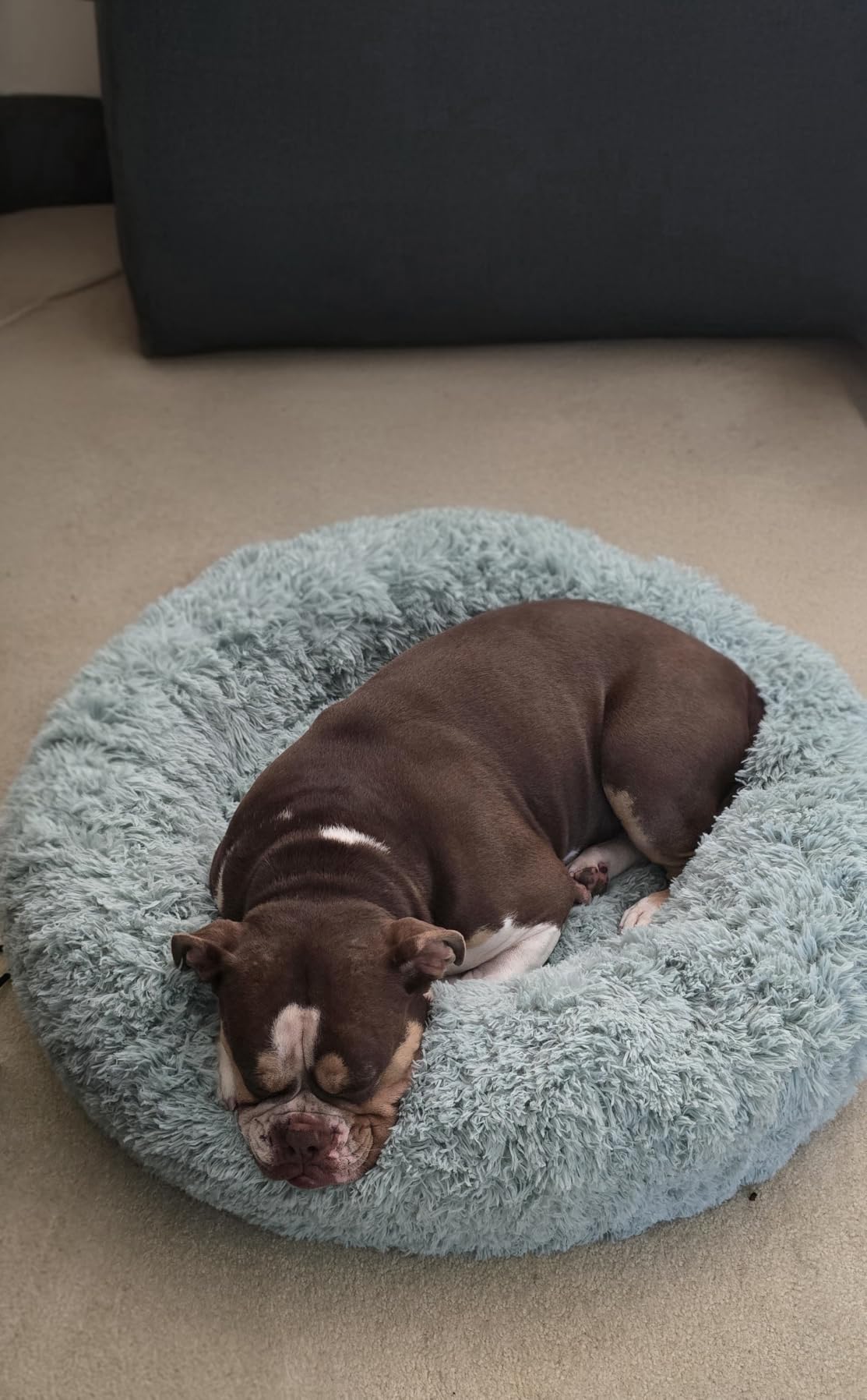 Bedsure Calming Dog Bed Medium Size Dog - Donut Washable Medium Pet Bed, 30 inches Anti-Slip Round Fluffy Plush Faux Fur Cat Bed, Fits up to 45 lbs Pets, Camel customer photo 2