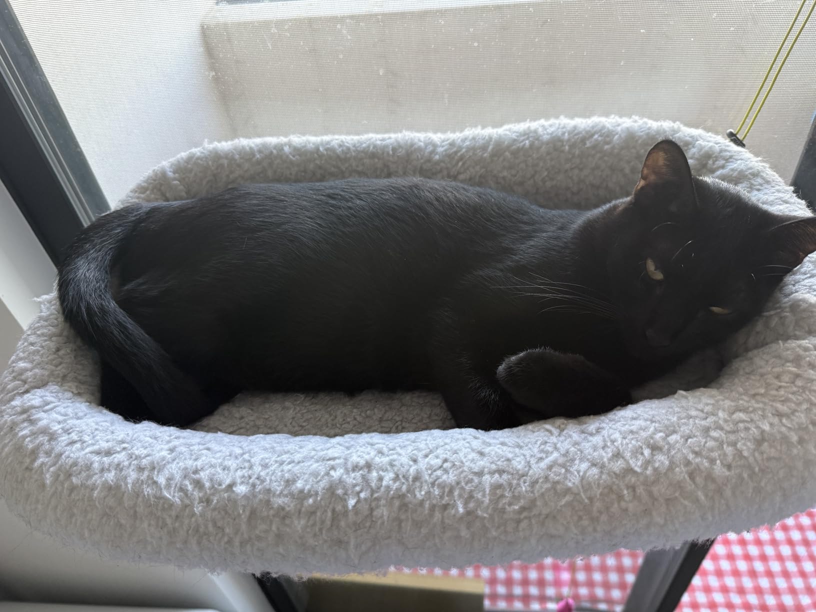 Zakkart Cat Window Perch - 100% Metal Supported from Below - Comes with Warm Spacious Pet Bed - Cat Window Hammock for Large Cats & Kittens - for Sunbathing, Napping & Overlooking (White) customer photo 1