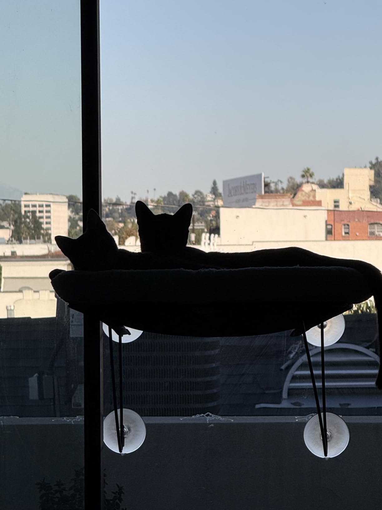 Zakkart Cat Window Perch - 100% Metal Supported from Below - Comes with Warm Spacious Pet Bed - Cat Window Hammock for Large Cats & Kittens - for Sunbathing, Napping & Overlooking (White) customer photo 2