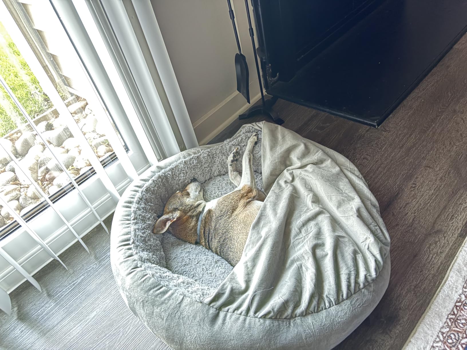 JOEJOY Small Dog Bed Cat Bed with Hooded Blanket, Cozy Cuddler Luxury Puppy Pet Bed, Donut Round Calming Anti-Anxiety Dog Burrow Cave Bed - Anti-Slip Bottom and Machine Washable 23 inch customer photo 1