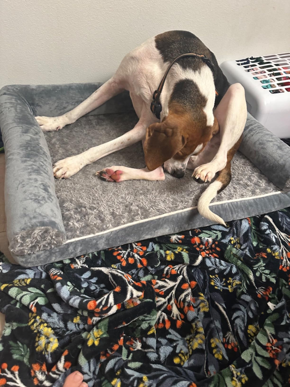 BFPETHOME Orthopedic Washable Dog Beds Large Sized Senior Dog for Comfy Sleeping with Removable Cover, Waterproof Big Soft Pet Couch Bed for Dogs Relax customer photo 2