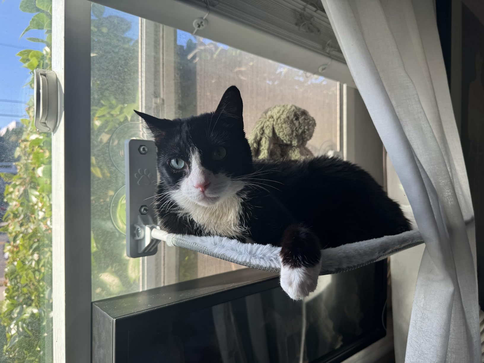 AMOSIJOY Cordless Cat Window Perch, Cat Hammock for Wall with 4 Suction Cups, Anchor&Screw for Two Ways of Installation, Solid Metal Frame and Reversible Cover, Foldable Cat Beds for Indoor Cats customer photo 1