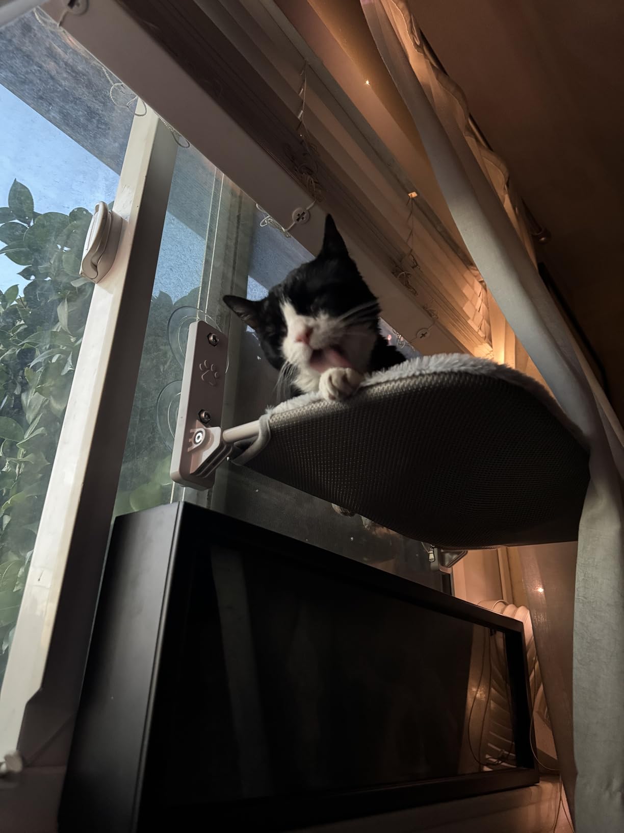 AMOSIJOY Cordless Cat Window Perch, Cat Hammock for Wall with 4 Suction Cups, Anchor&Screw for Two Ways of Installation, Solid Metal Frame and Reversible Cover, Foldable Cat Beds for Indoor Cats customer photo 2
