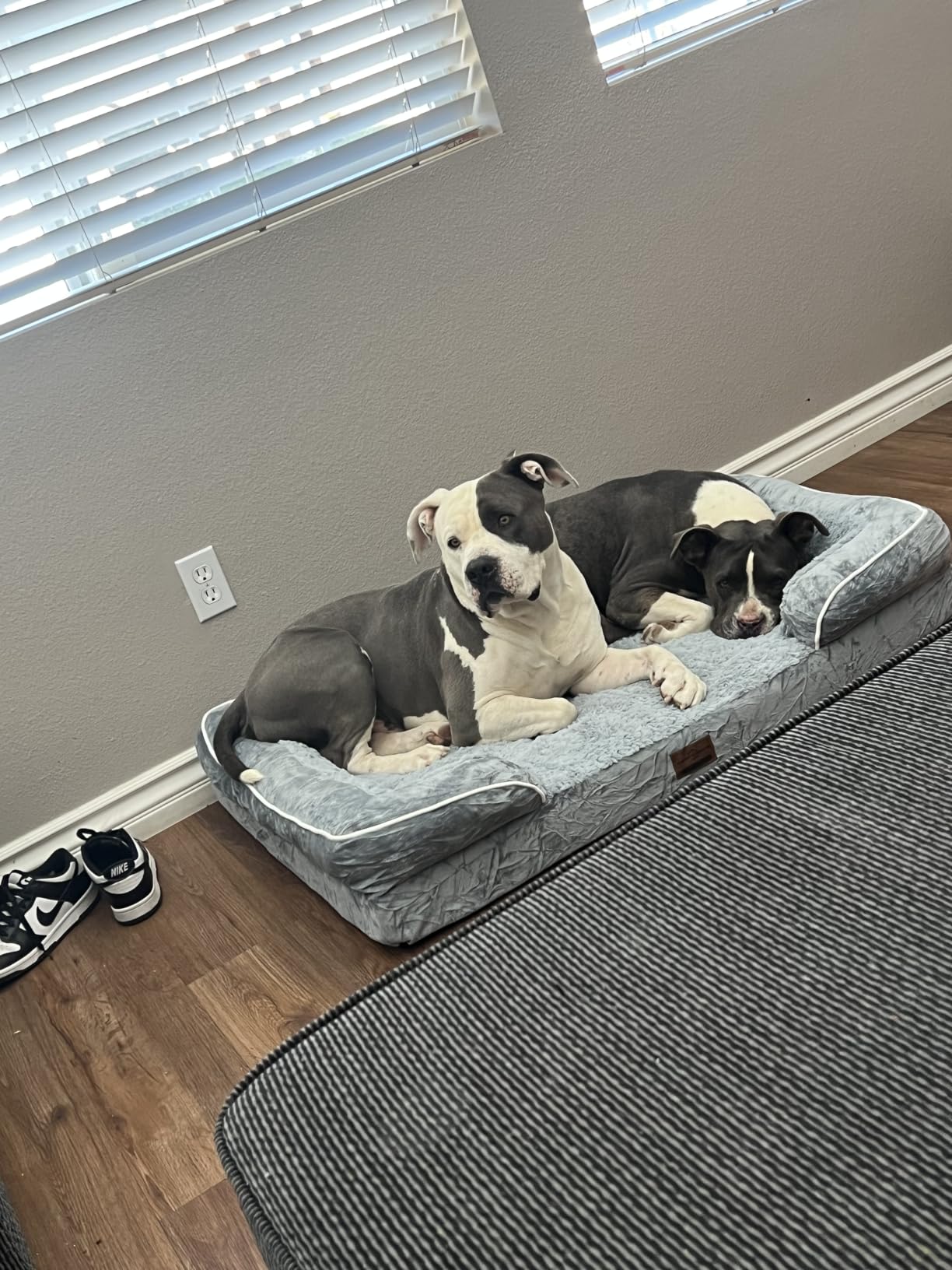 Comfort Expression Orthopedic Dog Bed for Extra Large Dogs with Bolster | Waterproof Dog Couch Bed with Washable Cover & Non-Slip Bottom, Supportive Egg Crate Foam XL Pet Bed, 42x30 Inch customer photo 2